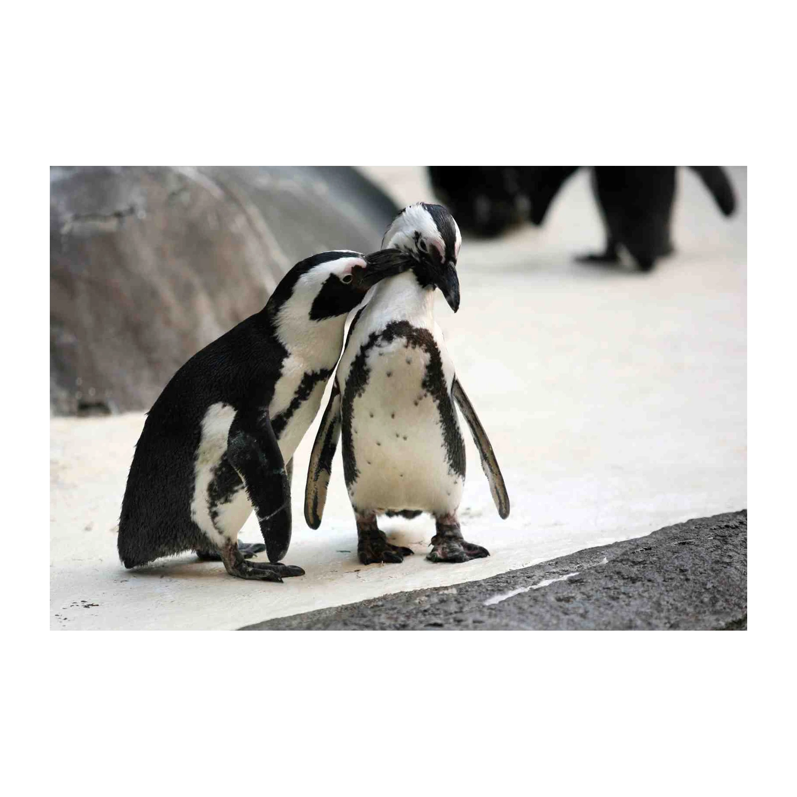 Adorable Penguin Pair Black & White Wall Art