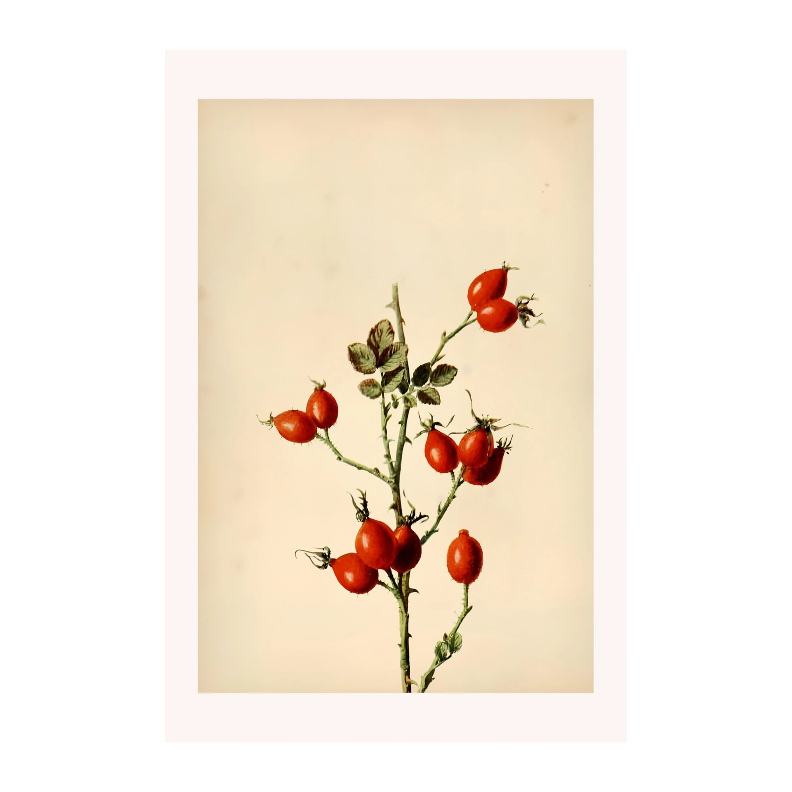 Vibrant Rosehip Botanical Art Wall Art