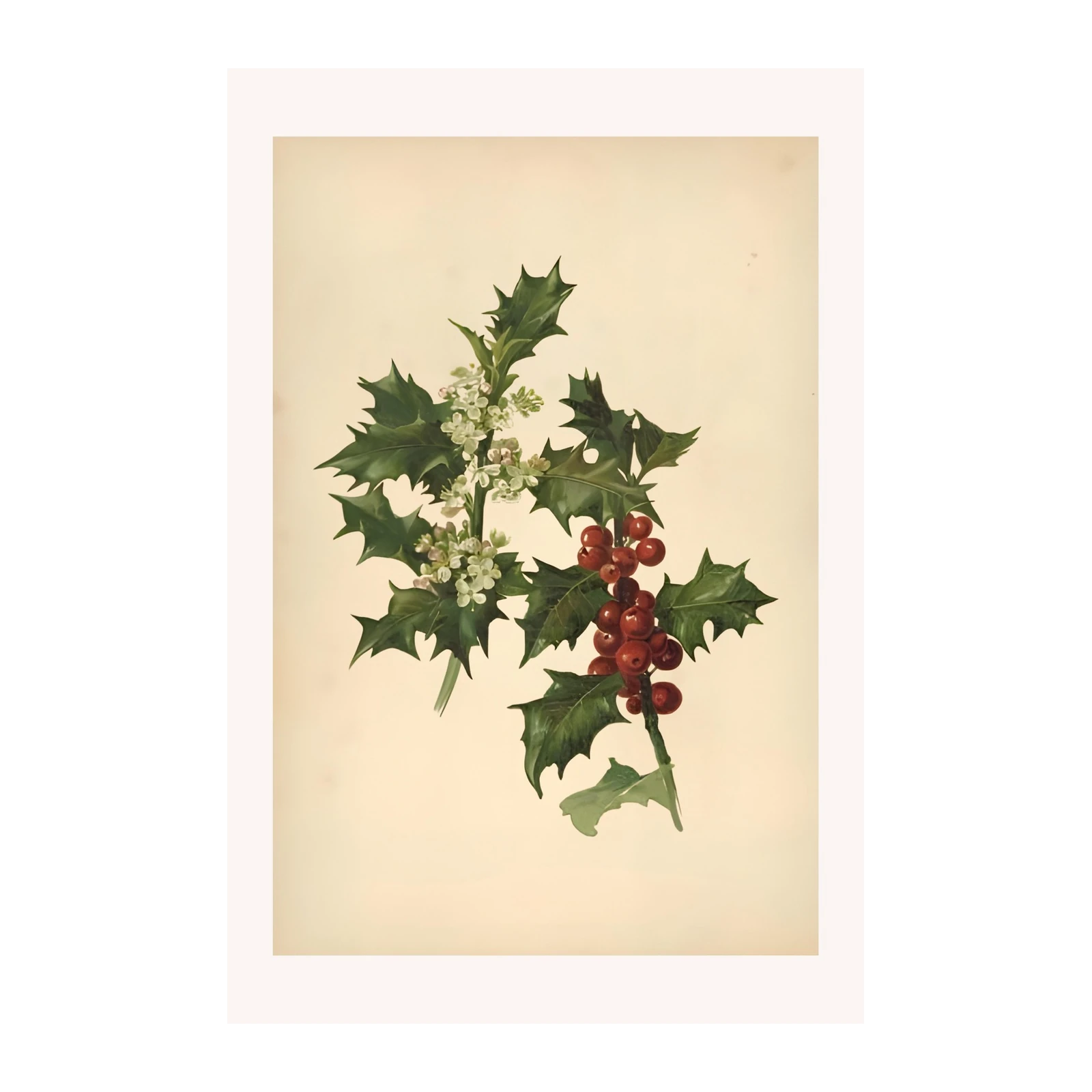 Vintage Holly Berry Botanical Art Wall Art