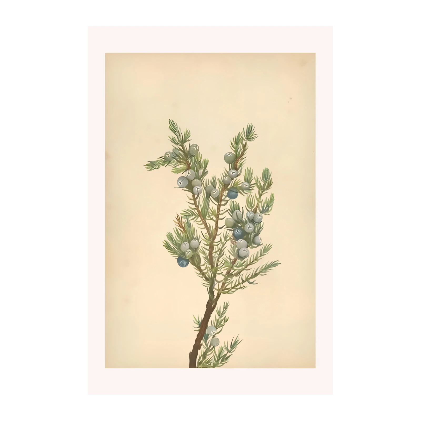 Vintage Juniper Berry Botanical Art Wall Art