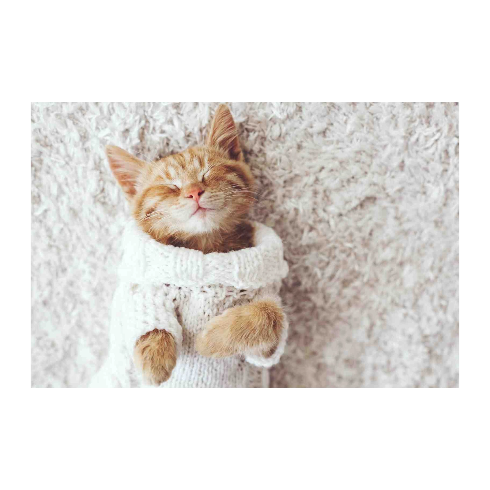 Cozy Ginger Kitten in Sweater Wall Art