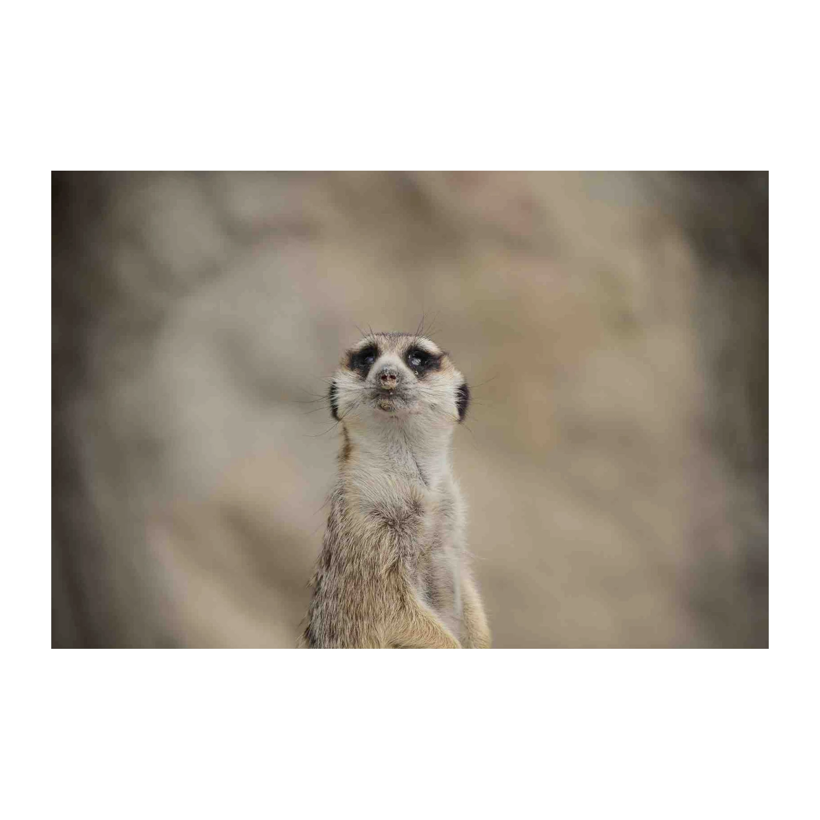 Curious Meerkat Portrait Wall Art