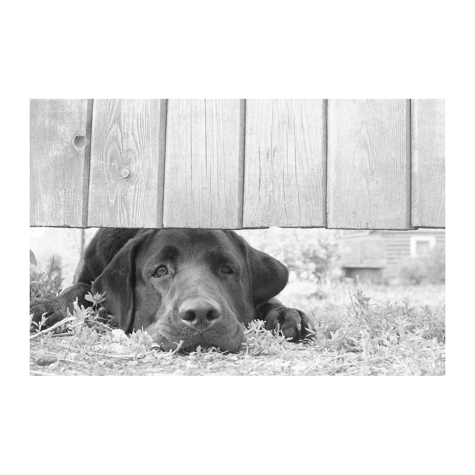 Loyal Companion Black Lab Art Wall Art