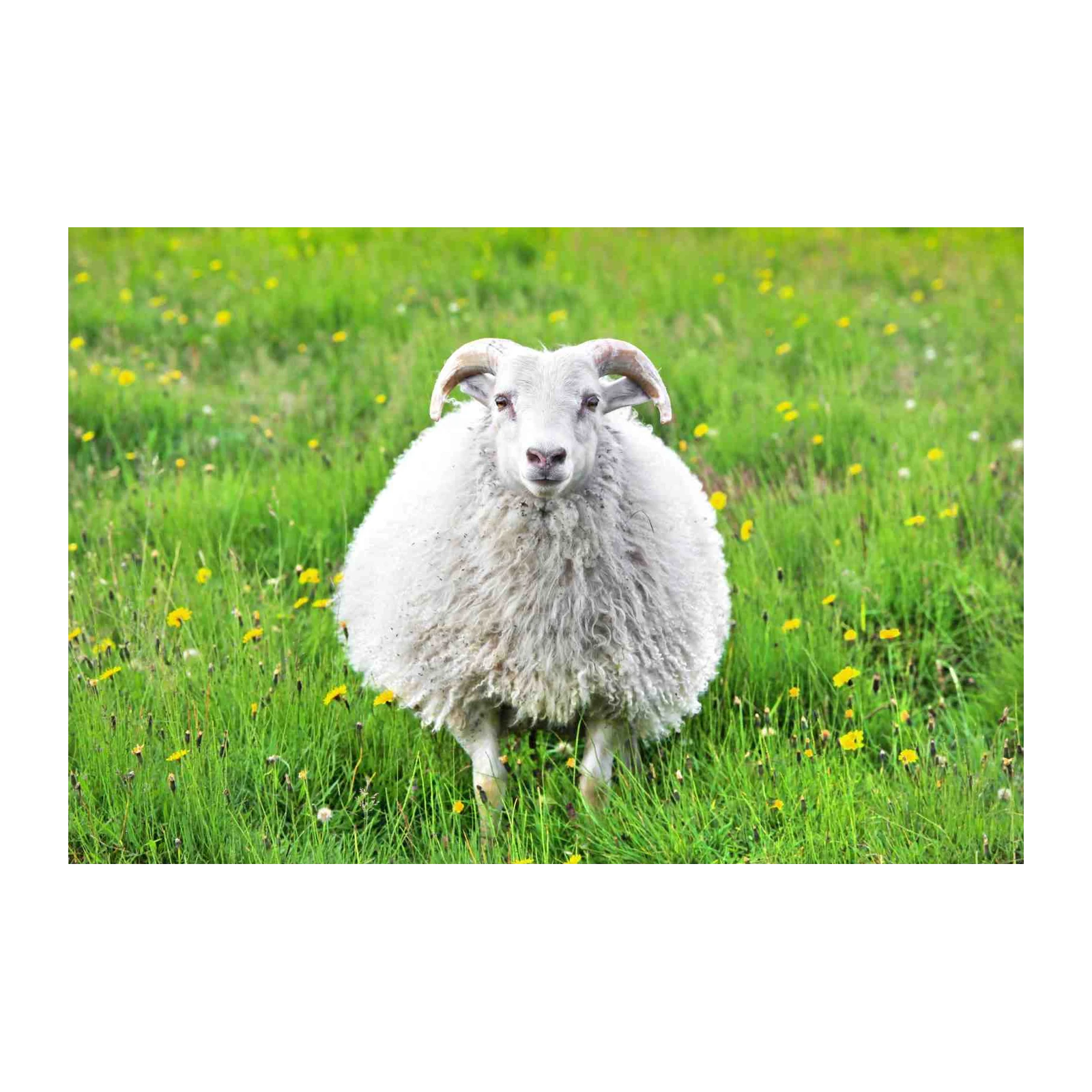 Fluffy Sheep in Meadow Wall Art