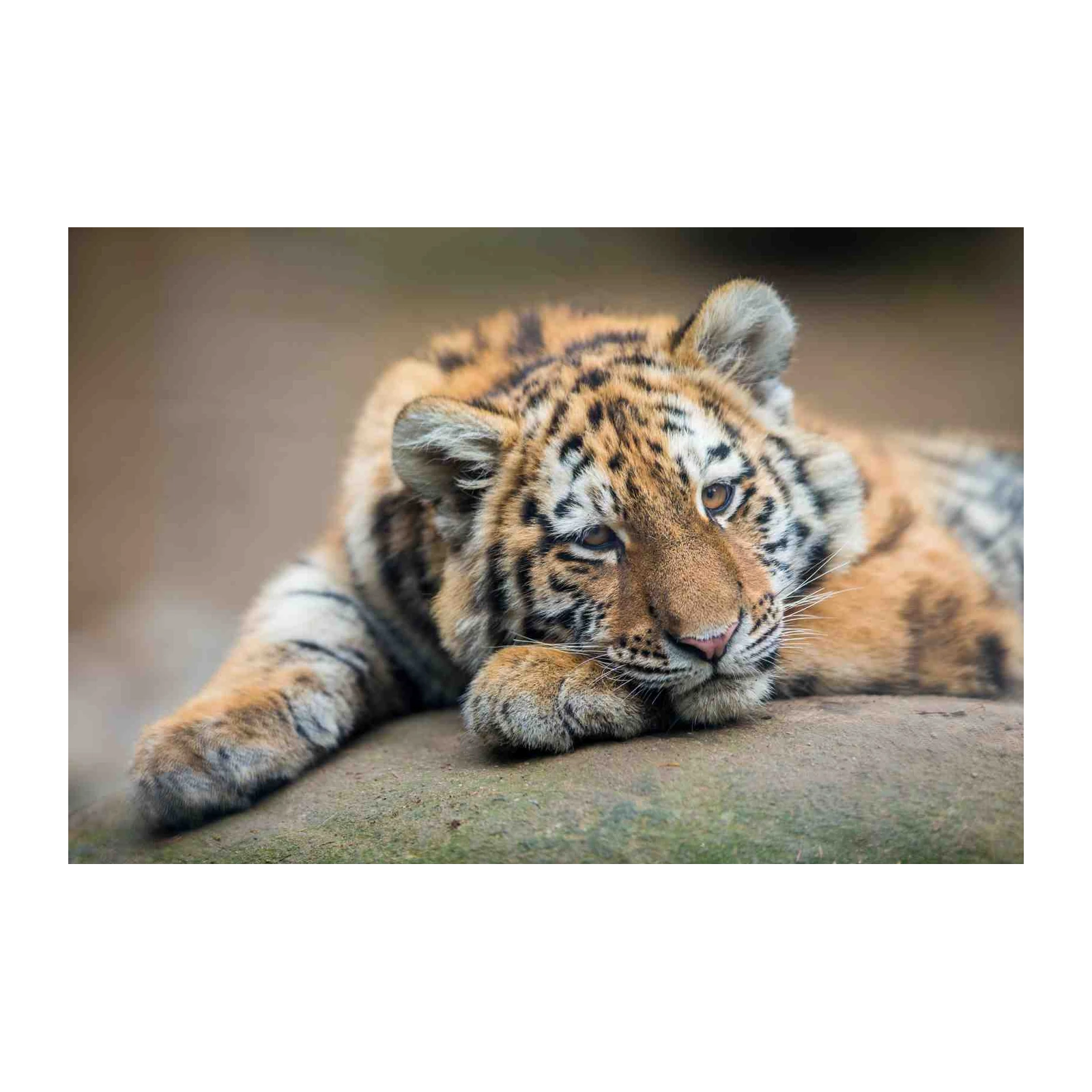 Majestic Tiger Cub Portrait Wall Art