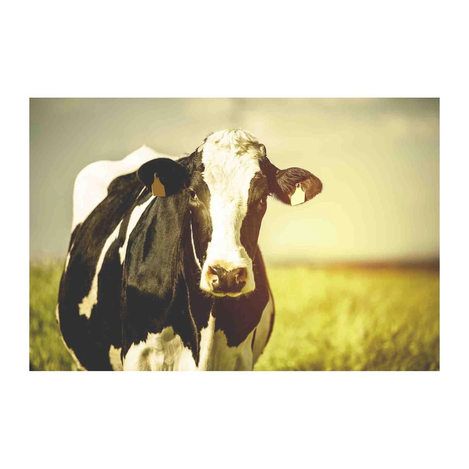 Gentle Cow Portrait Black & White Wall Art