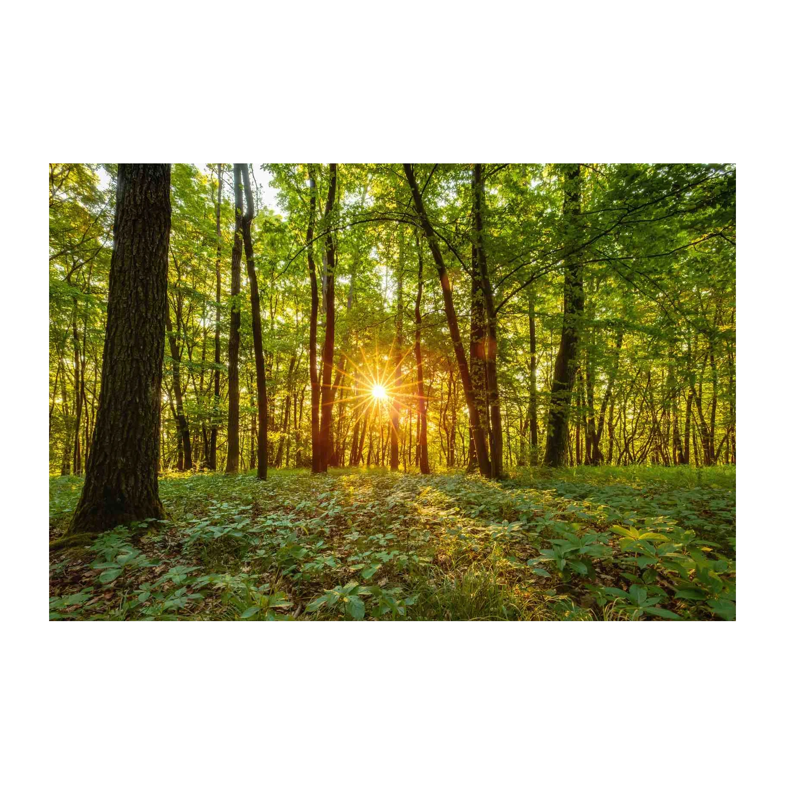 Golden Forest Sunburst Wall Art