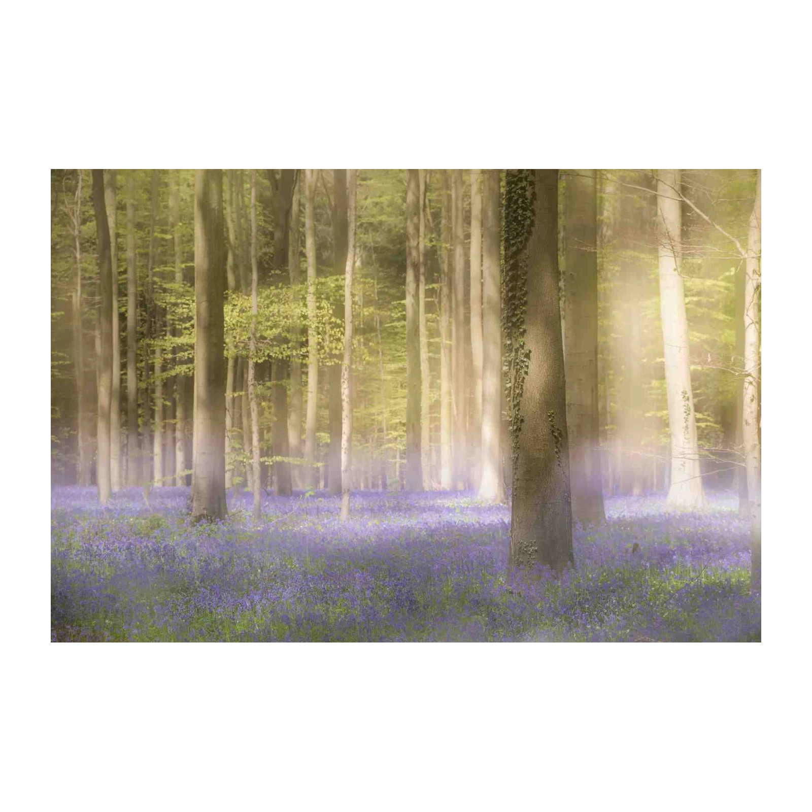 Enchanting Bluebell Forest Wall Art