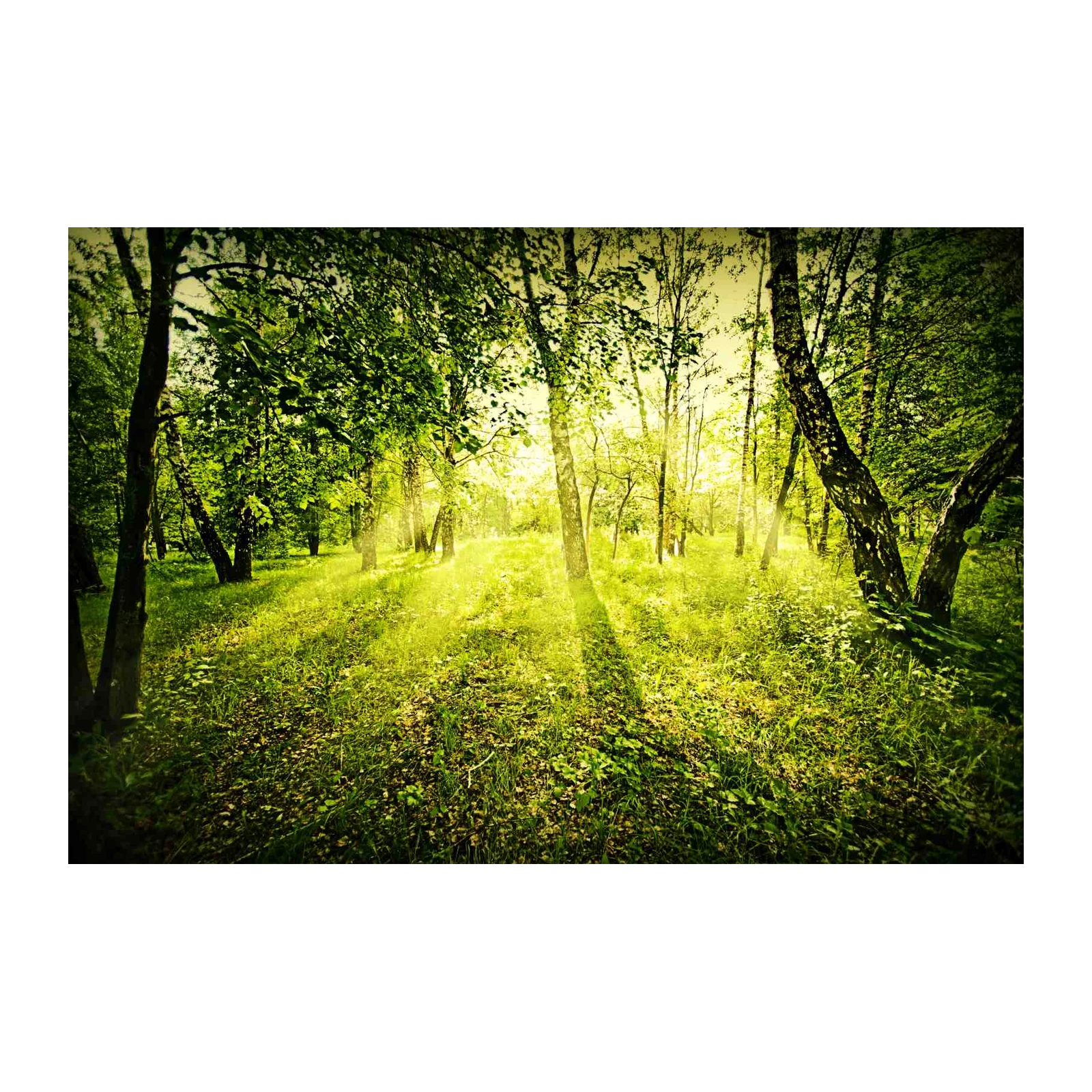 Enchanted Forest Sunbeam Wall Art