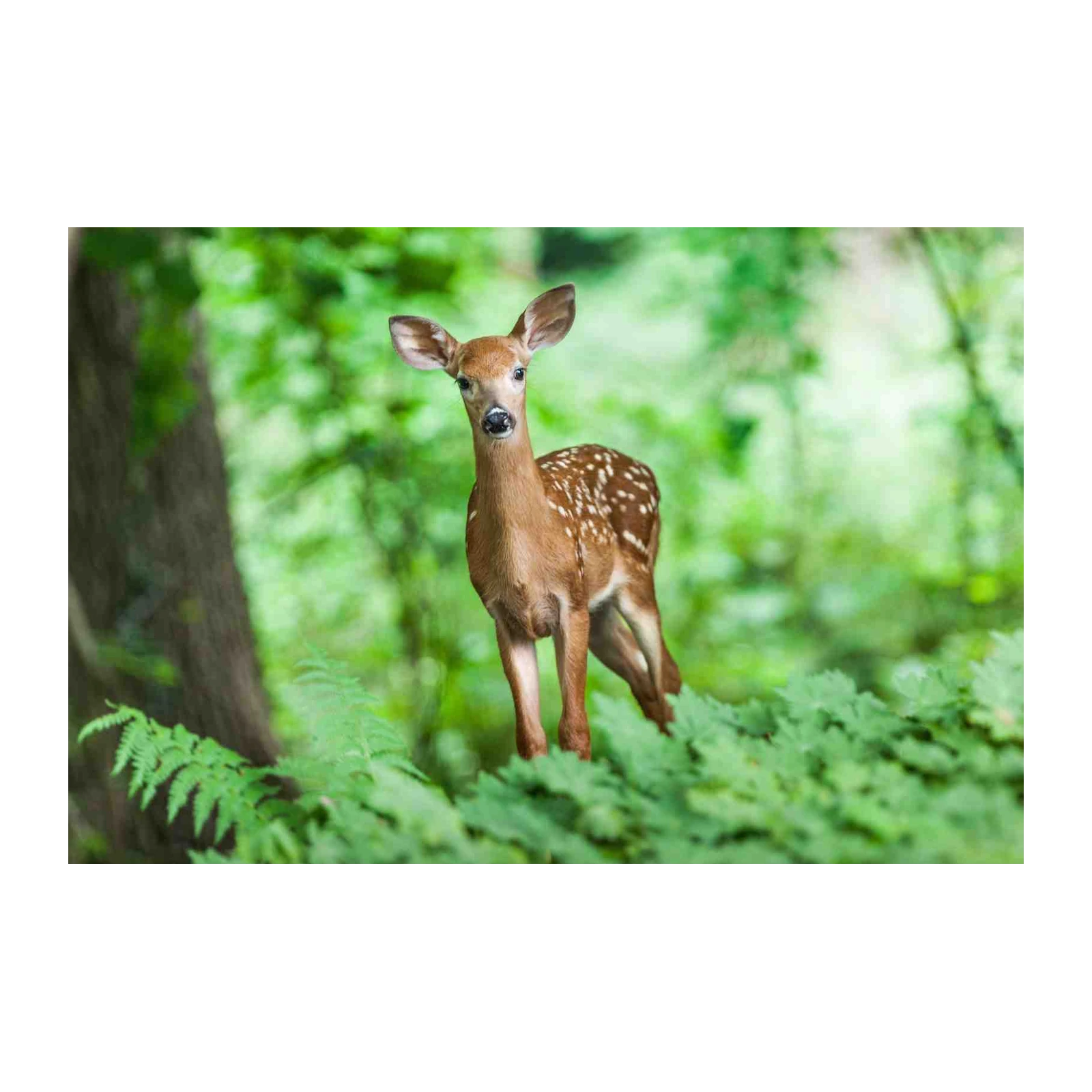 Adorable Fawn in Forest Wall Art