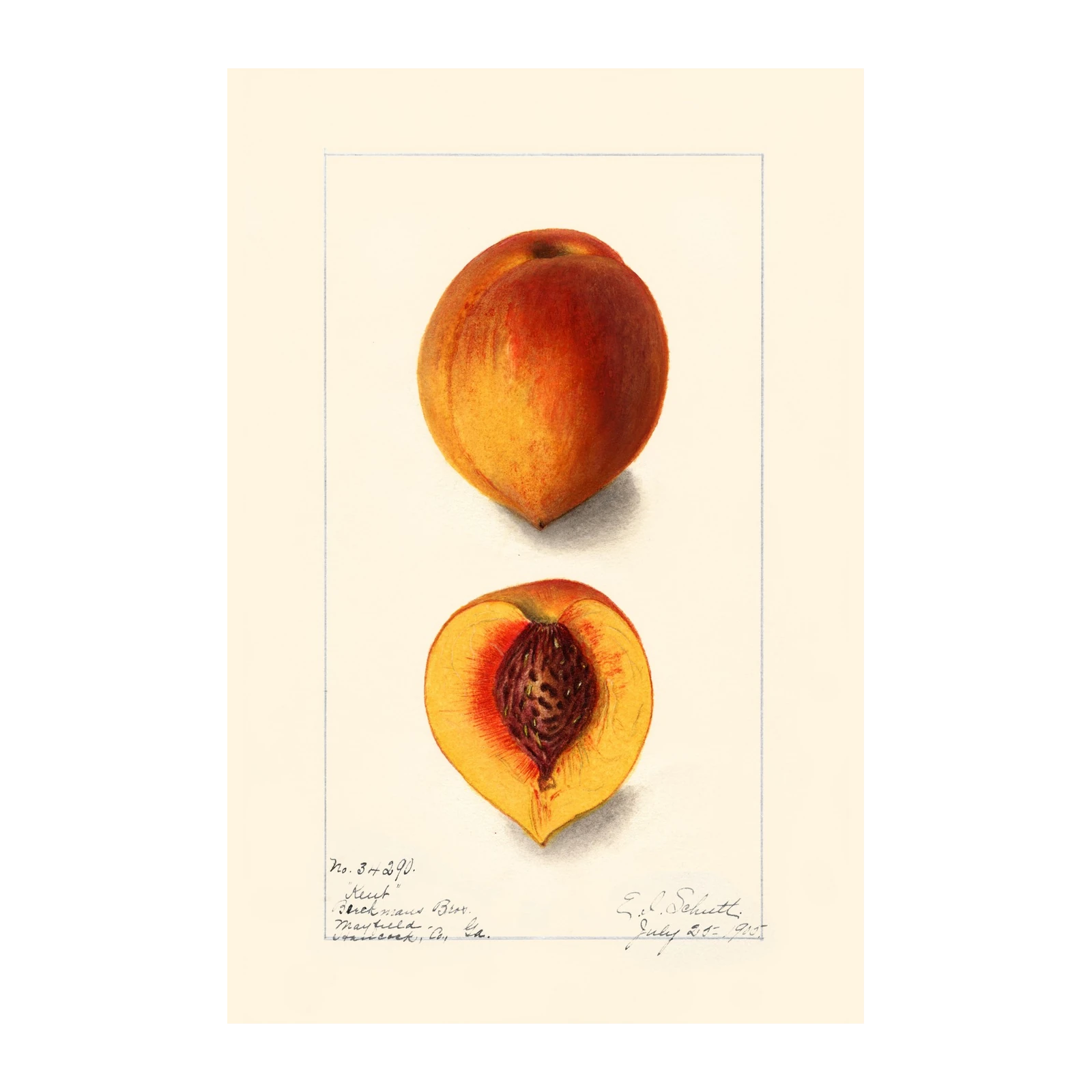 Vintage Peach Botanical Art Wall Art