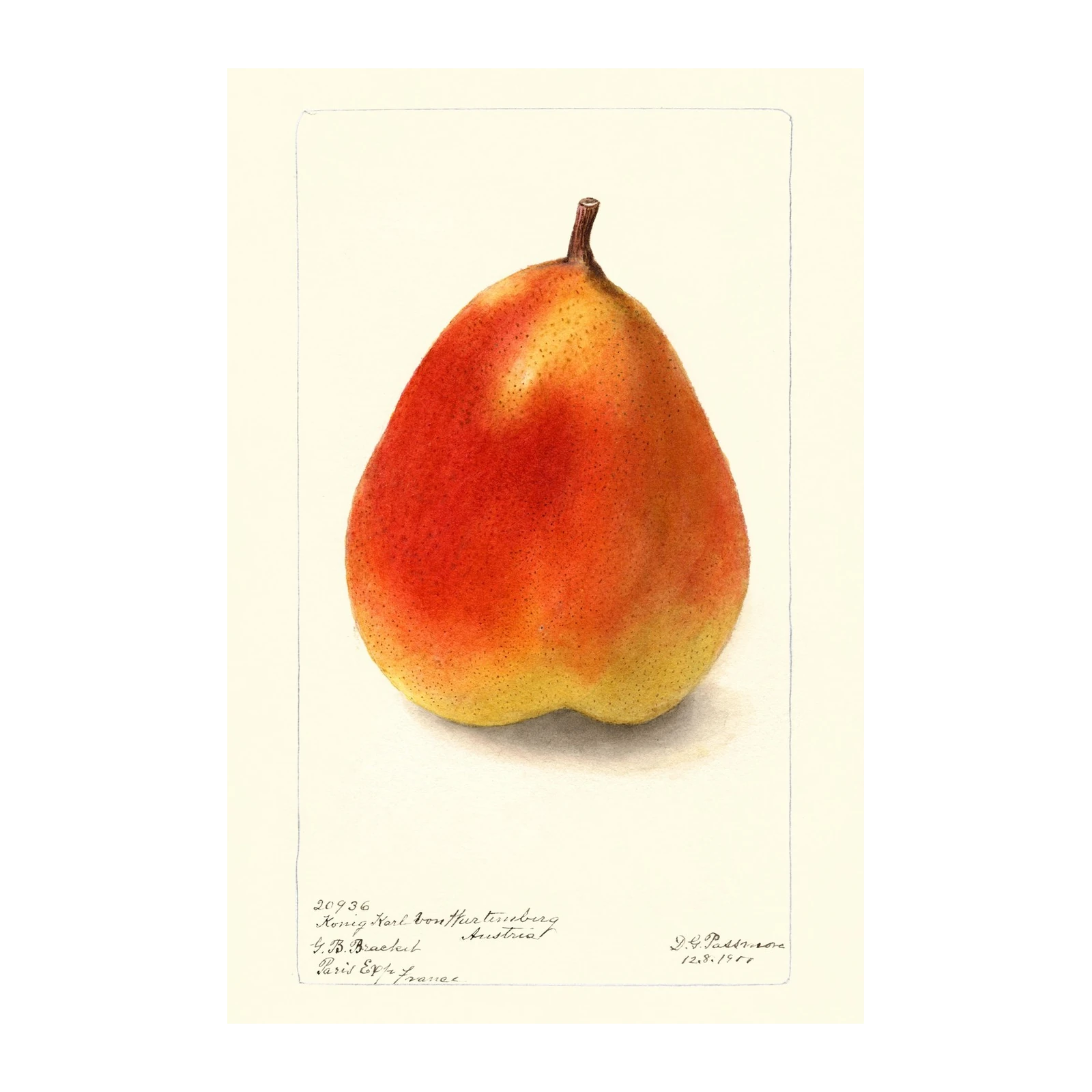Vintage Pear Botanical Art Wall Art