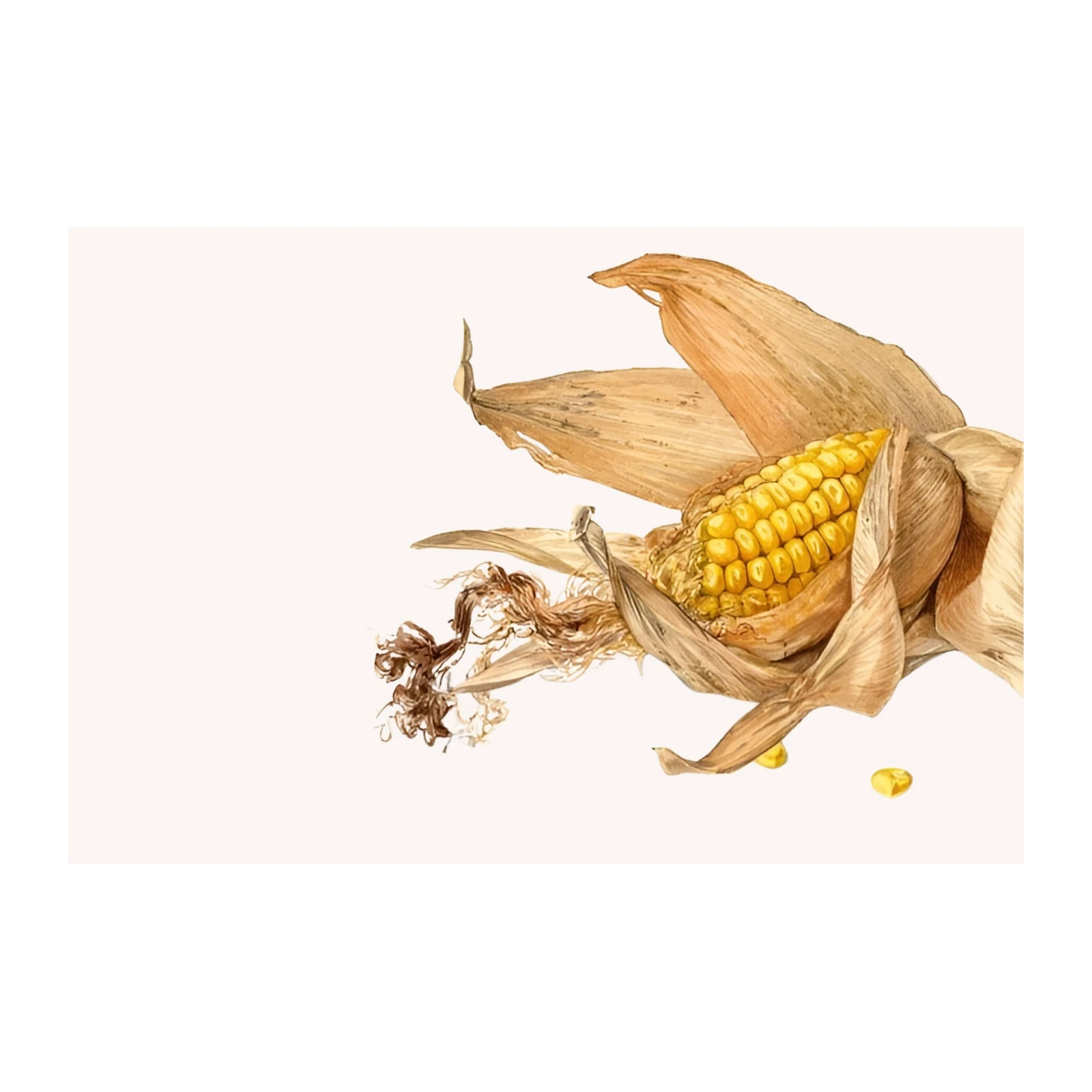 Golden Harvest Corn Botanical Art Wall Art