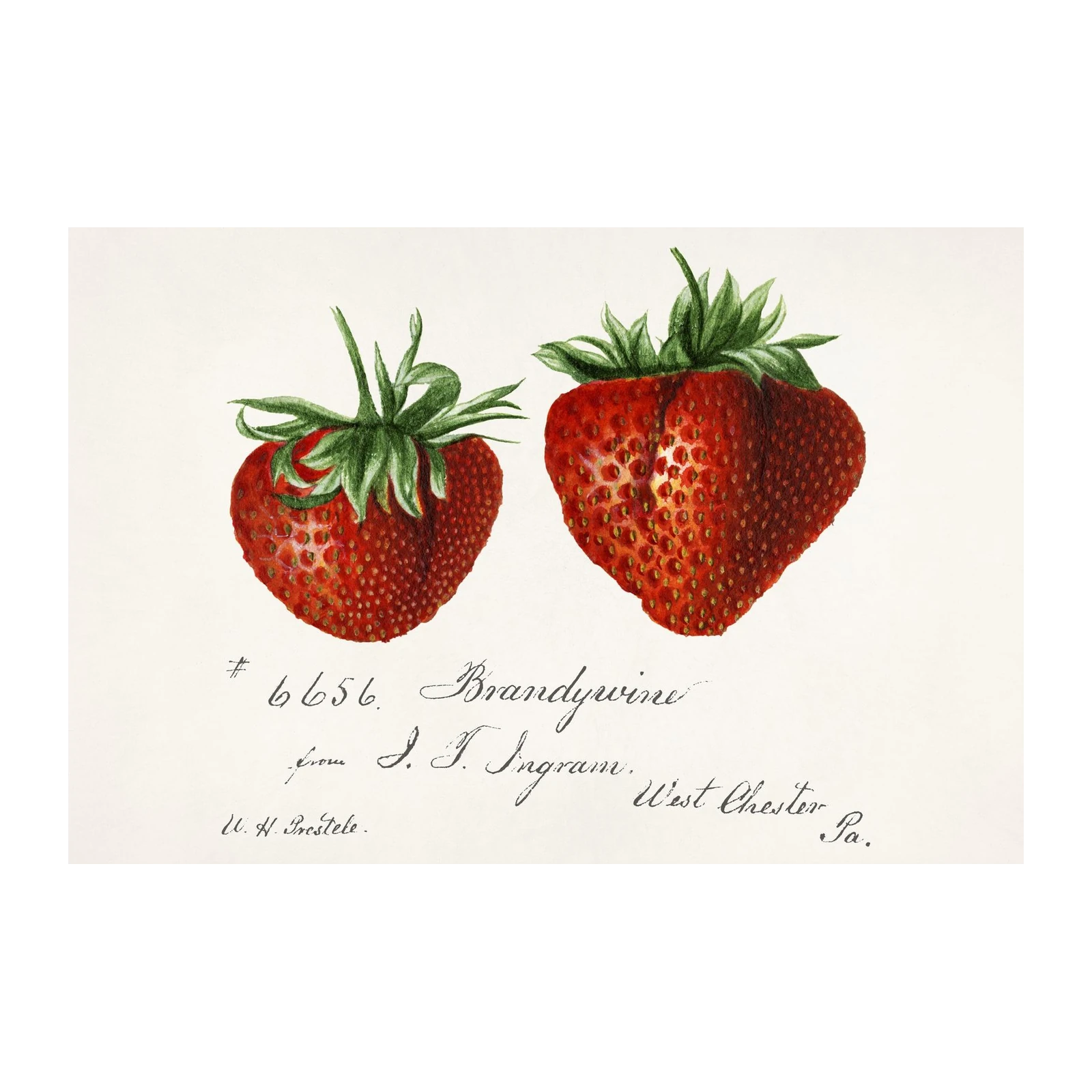 Vintage Strawberry Botanical Art Wall Art