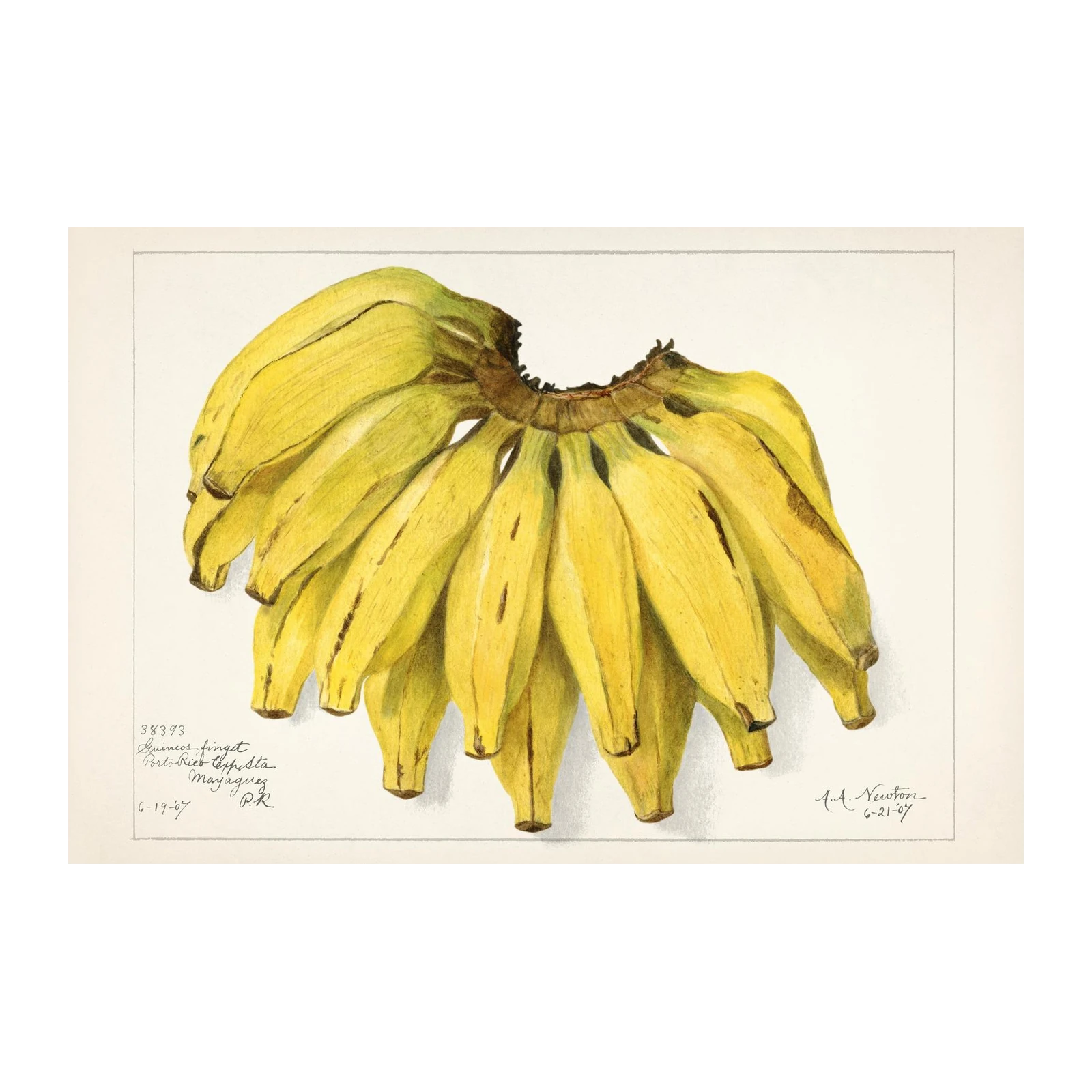 Botanical Banana Bunch Wall Art