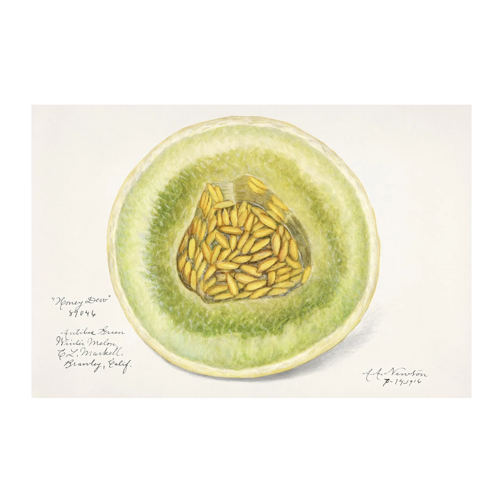 Vintage Honey Dew Melon Botanical Art Wall Art