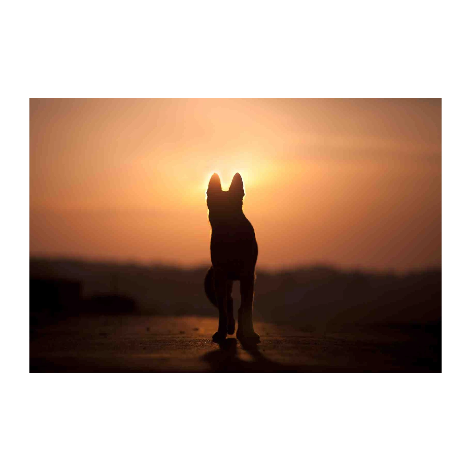 Golden Silhouette Dog Sunset Wall Art