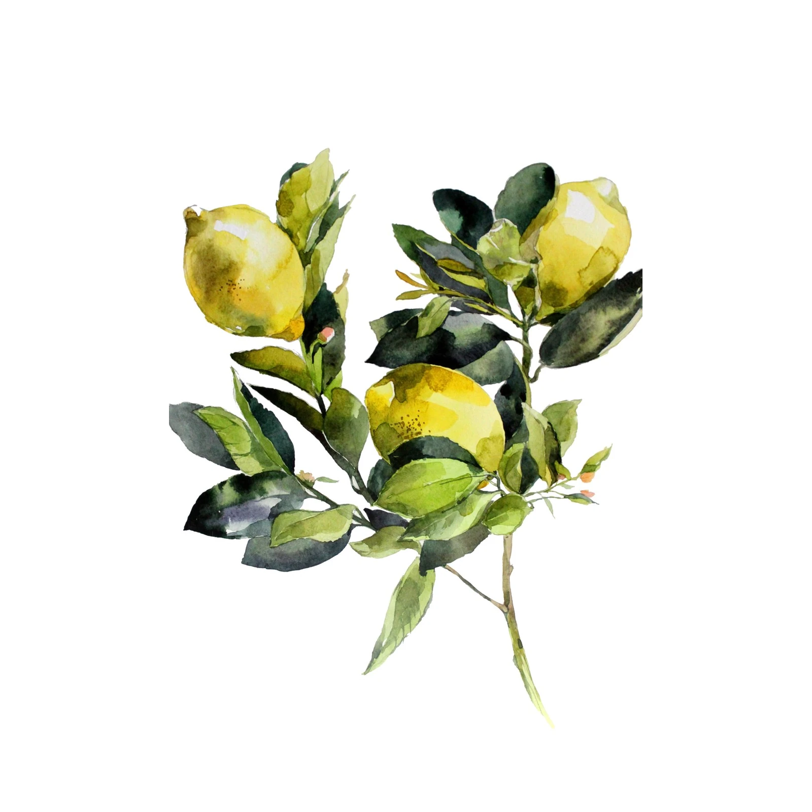 Vibrant Lemon Blossom Watercolor Wall Art