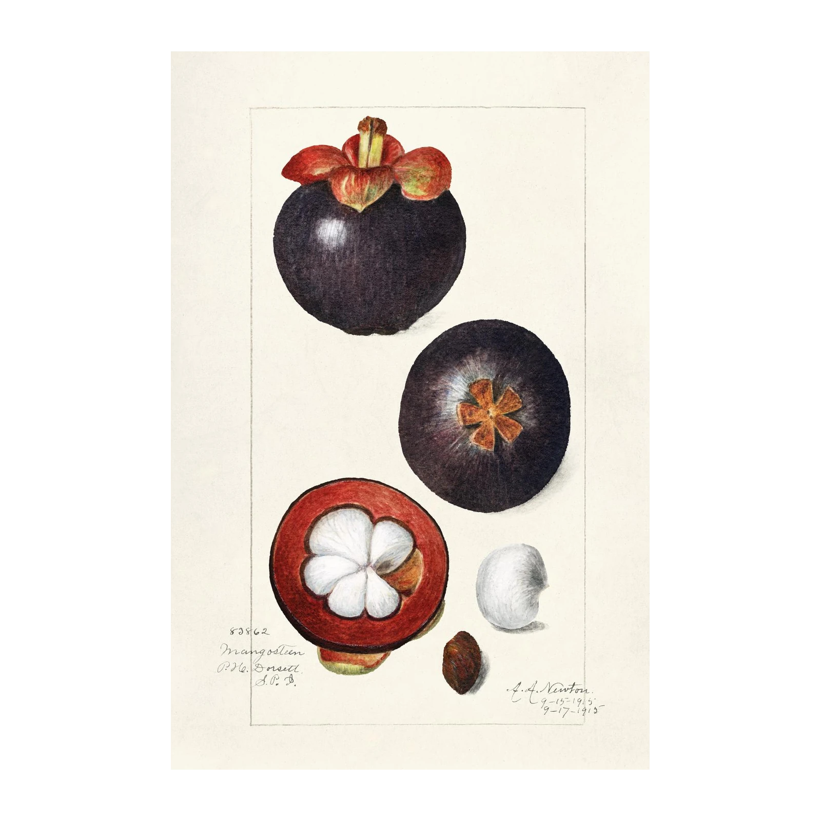Vintage Mangosteen Botanical Art Wall Art