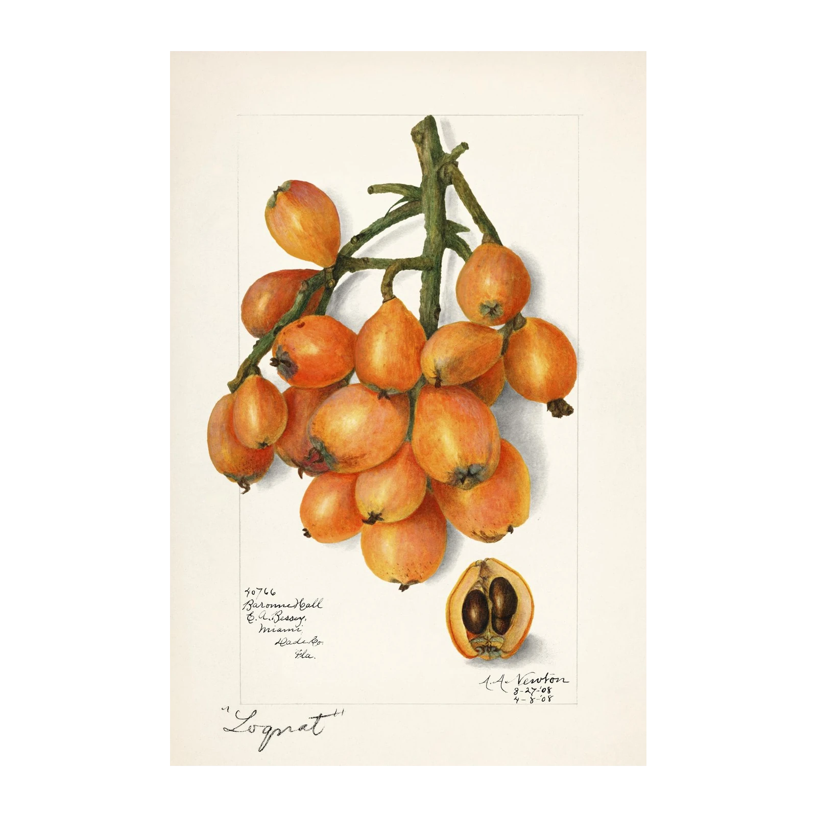 Vintage Loquat Fruit Botanical Art Wall Art