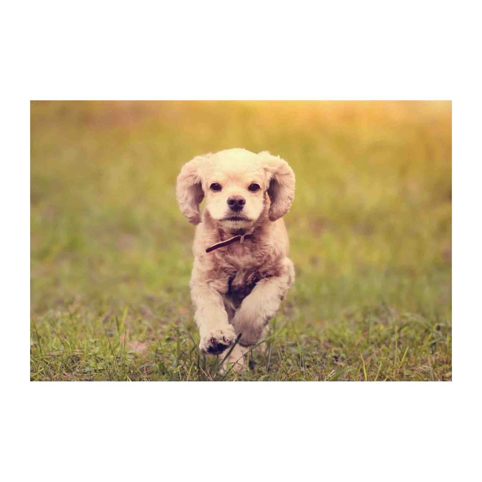 Adorable Golden Retriever Puppy Running Wall Art