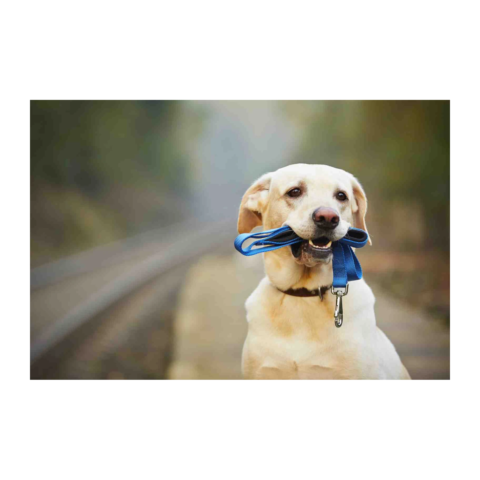 Ready for Adventure Labrador Wall Art