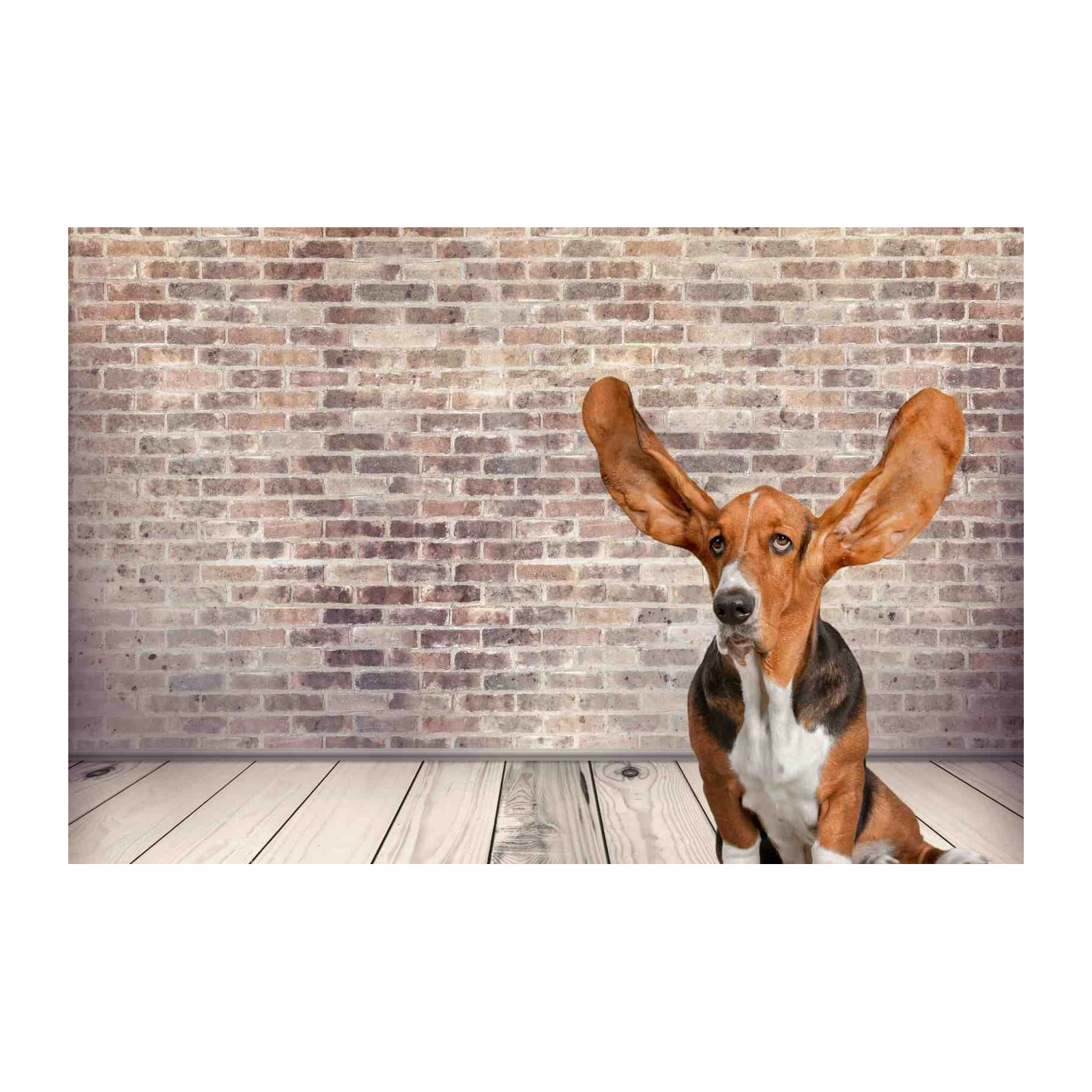 Whimsical Basset Hound Ears Wall Art
