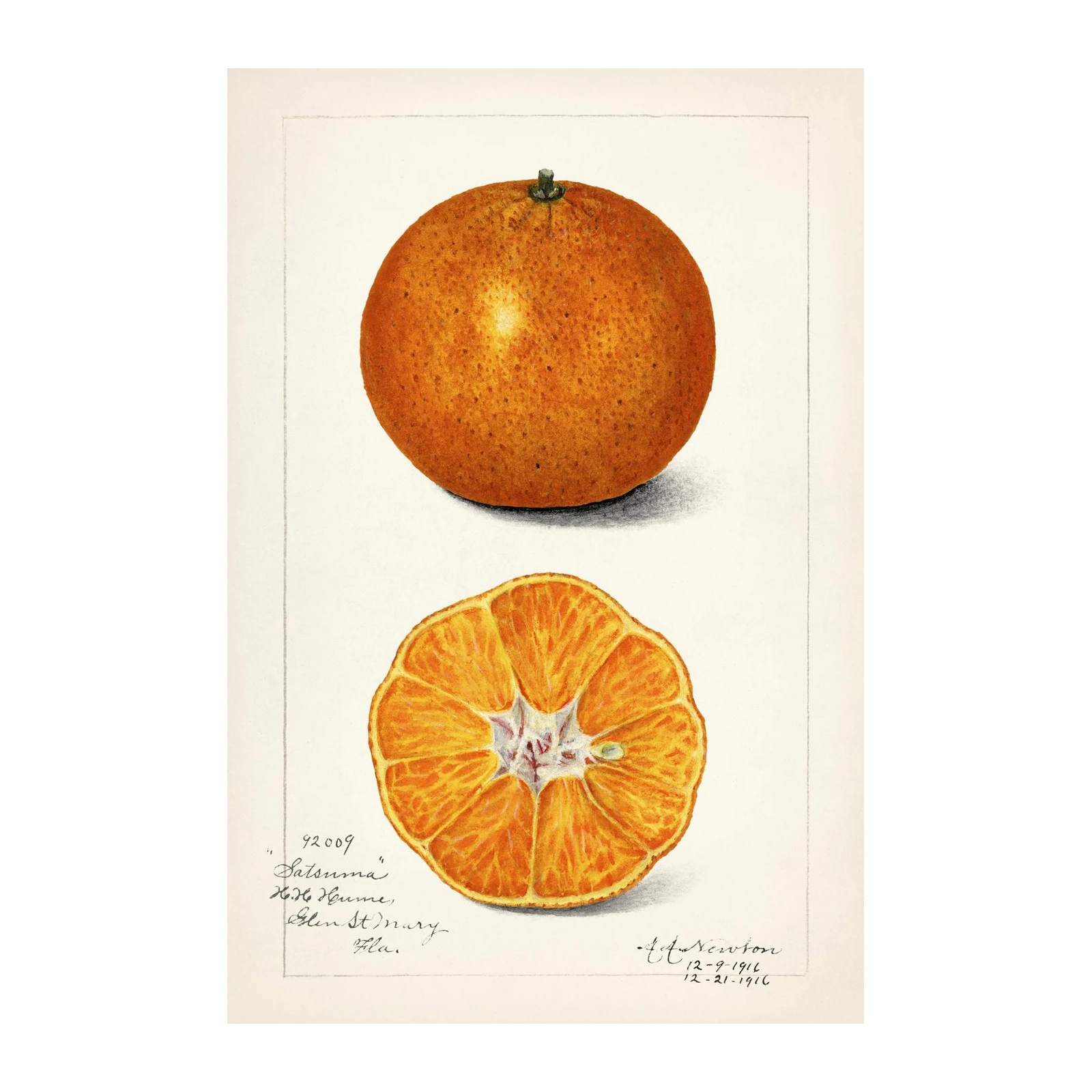 Vintage Satsuma Orange Botanical Art Wall Art