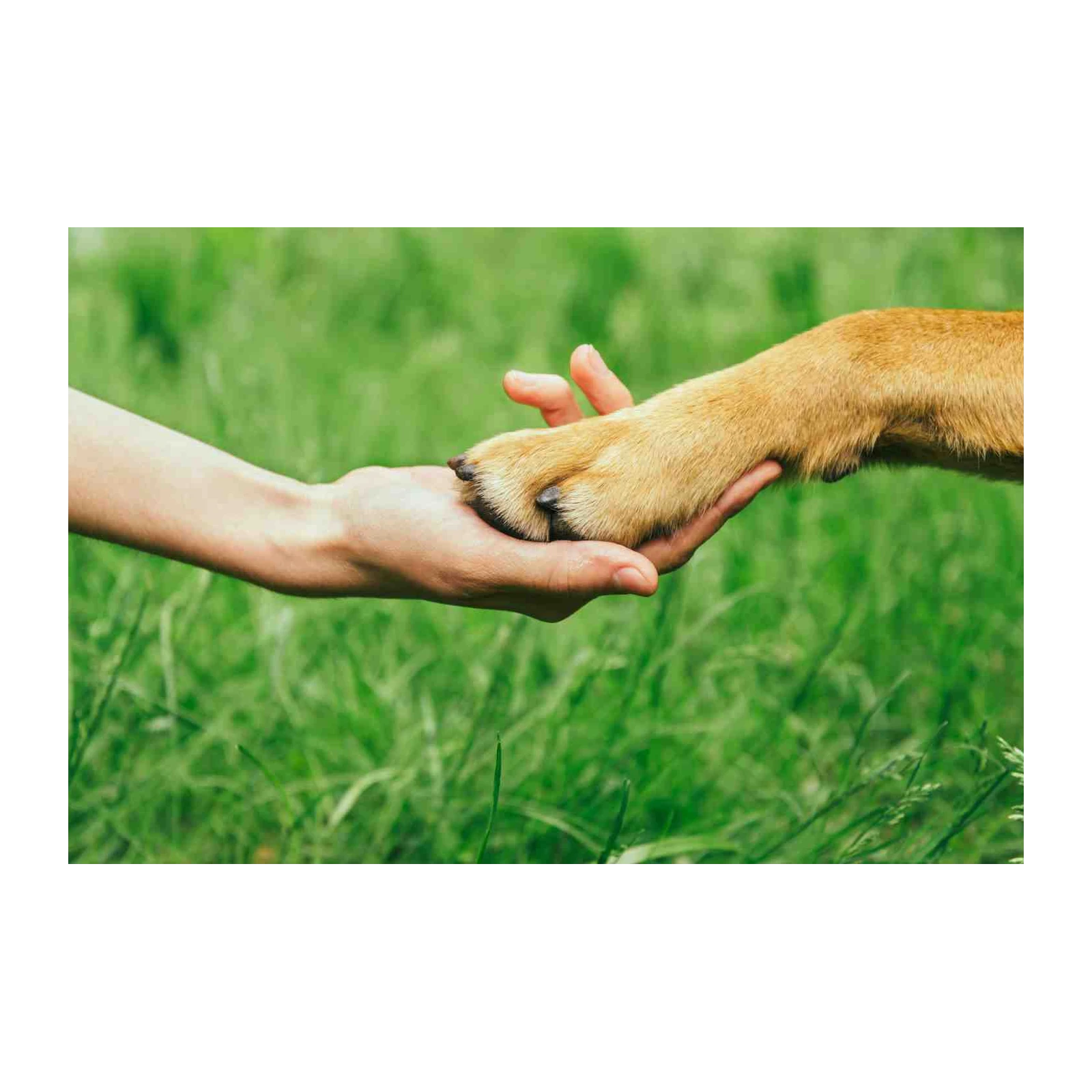 Loyalty & Love: Paw & Hand Wall Art