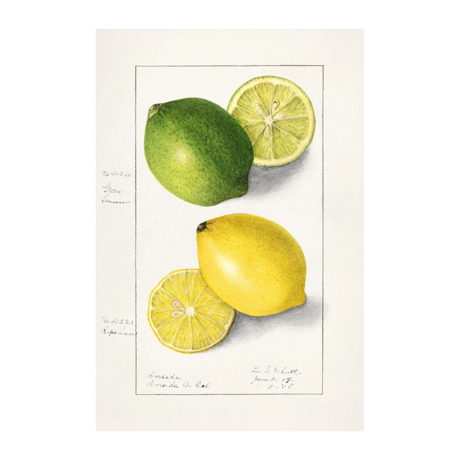 Vibrant Citrus Grove: Lemon & Lime Wall Art