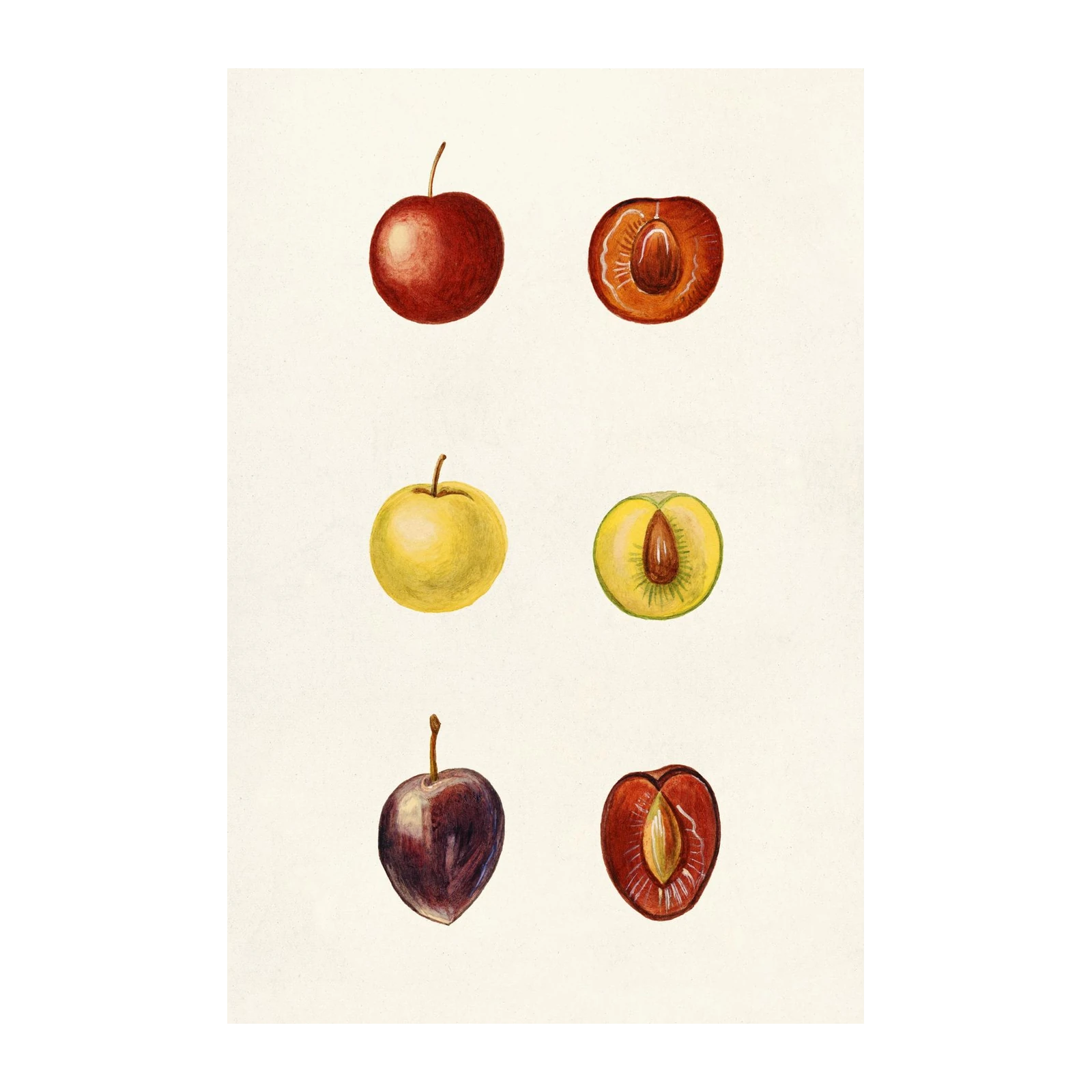 Vintage Fruit Botanical Study Wall Art