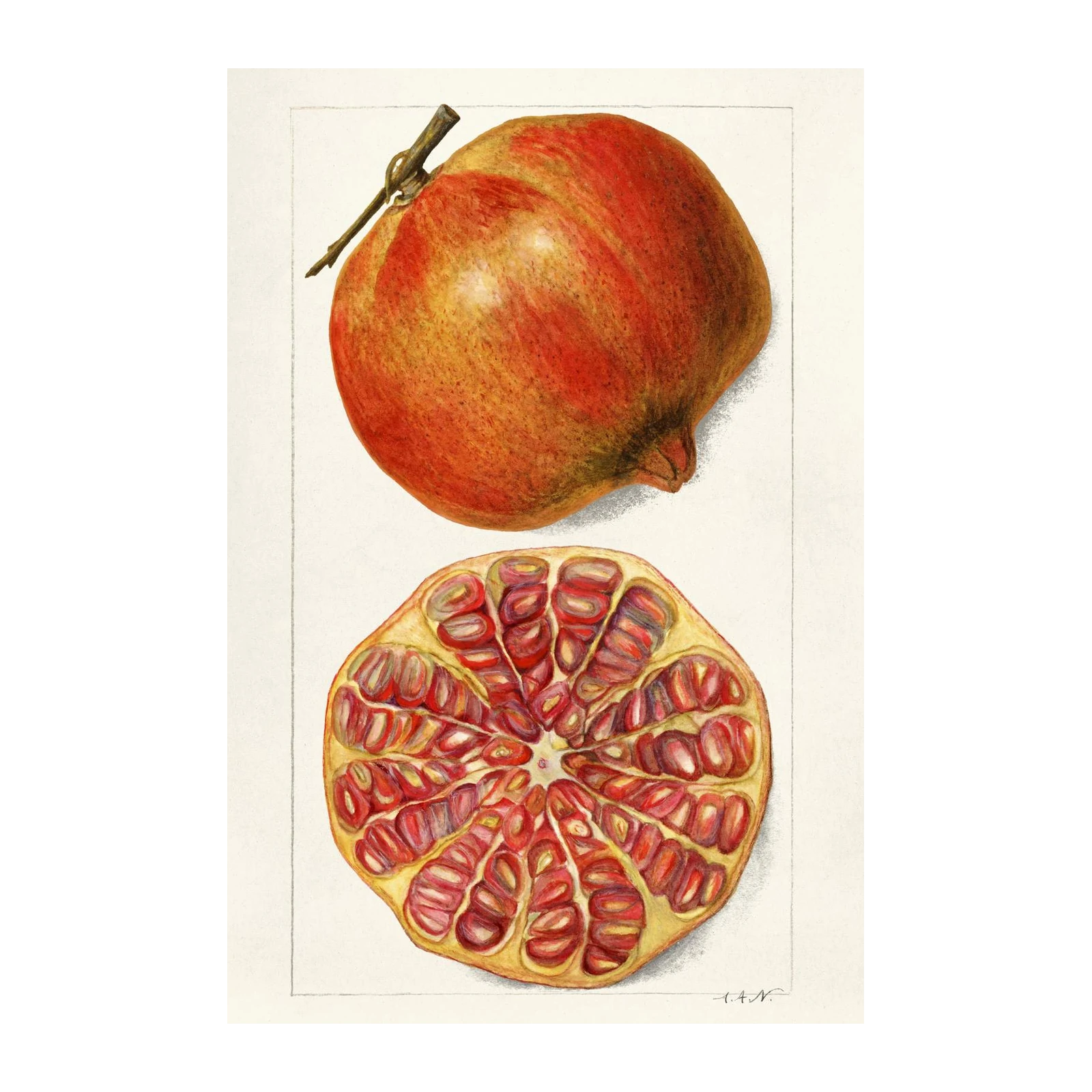 Vibrant Pomegranate Botanical Art Wall Art