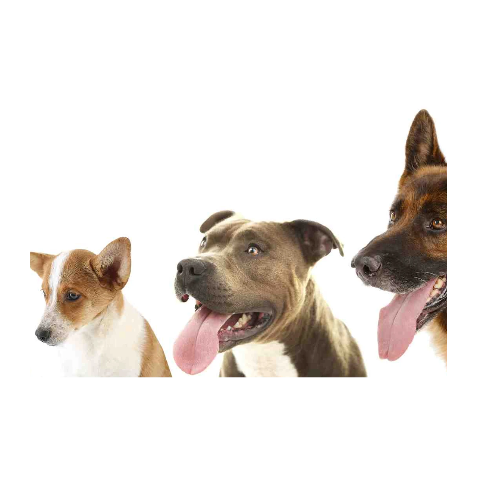 Dog Pack Portrait Wall Art Wall Art