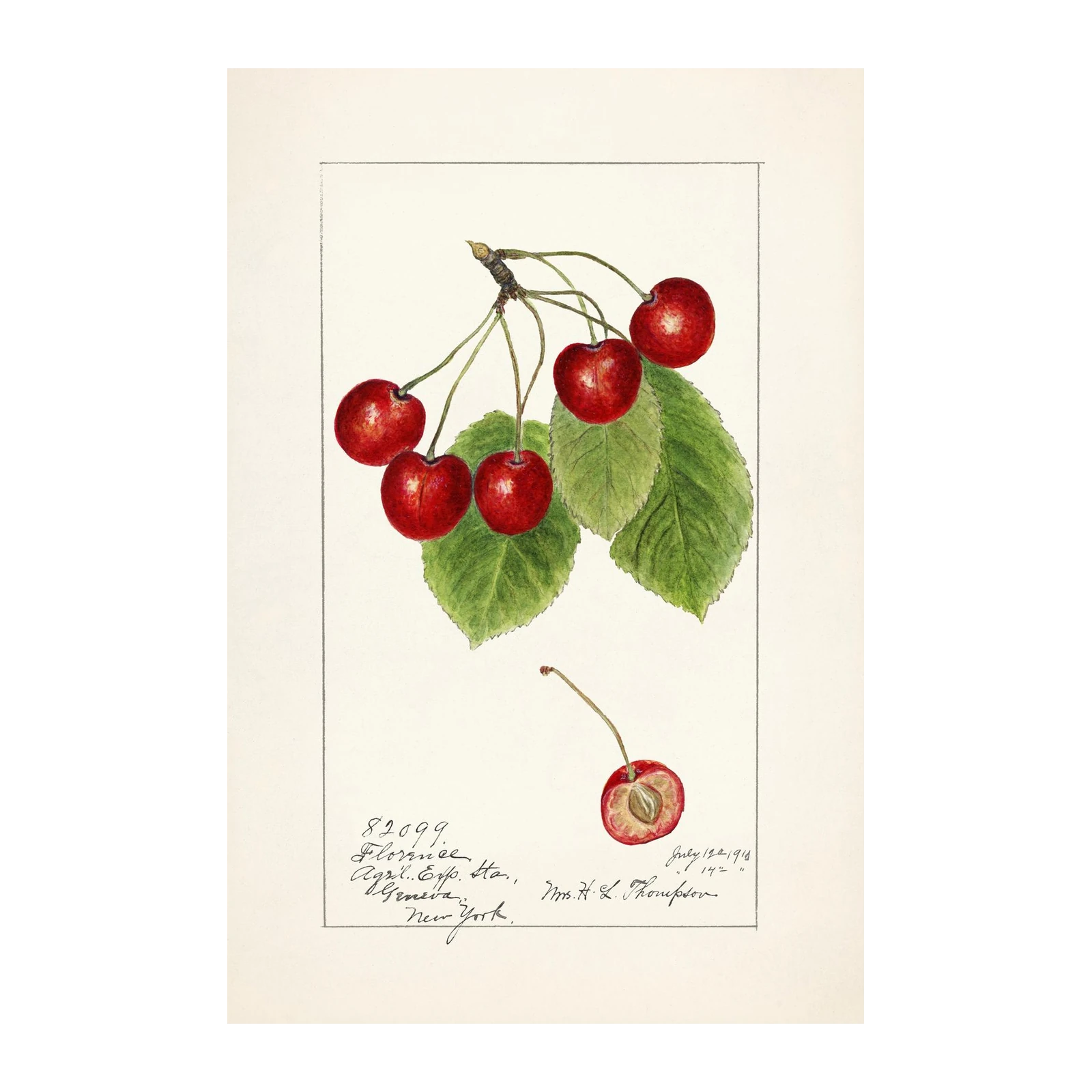 Vintage Cherry Botanical Art Wall Art