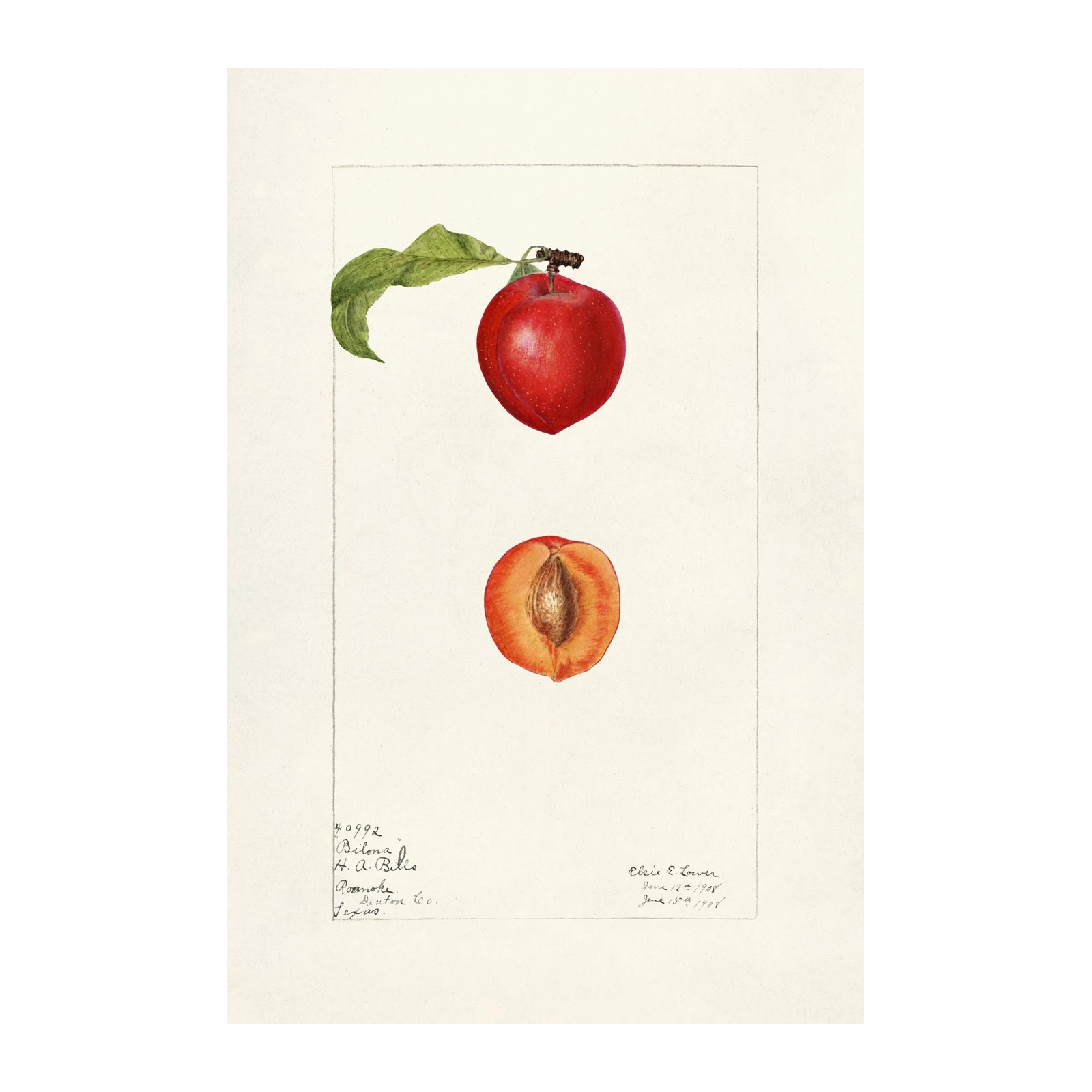 Vintage Peach Botanical Art Wall Art