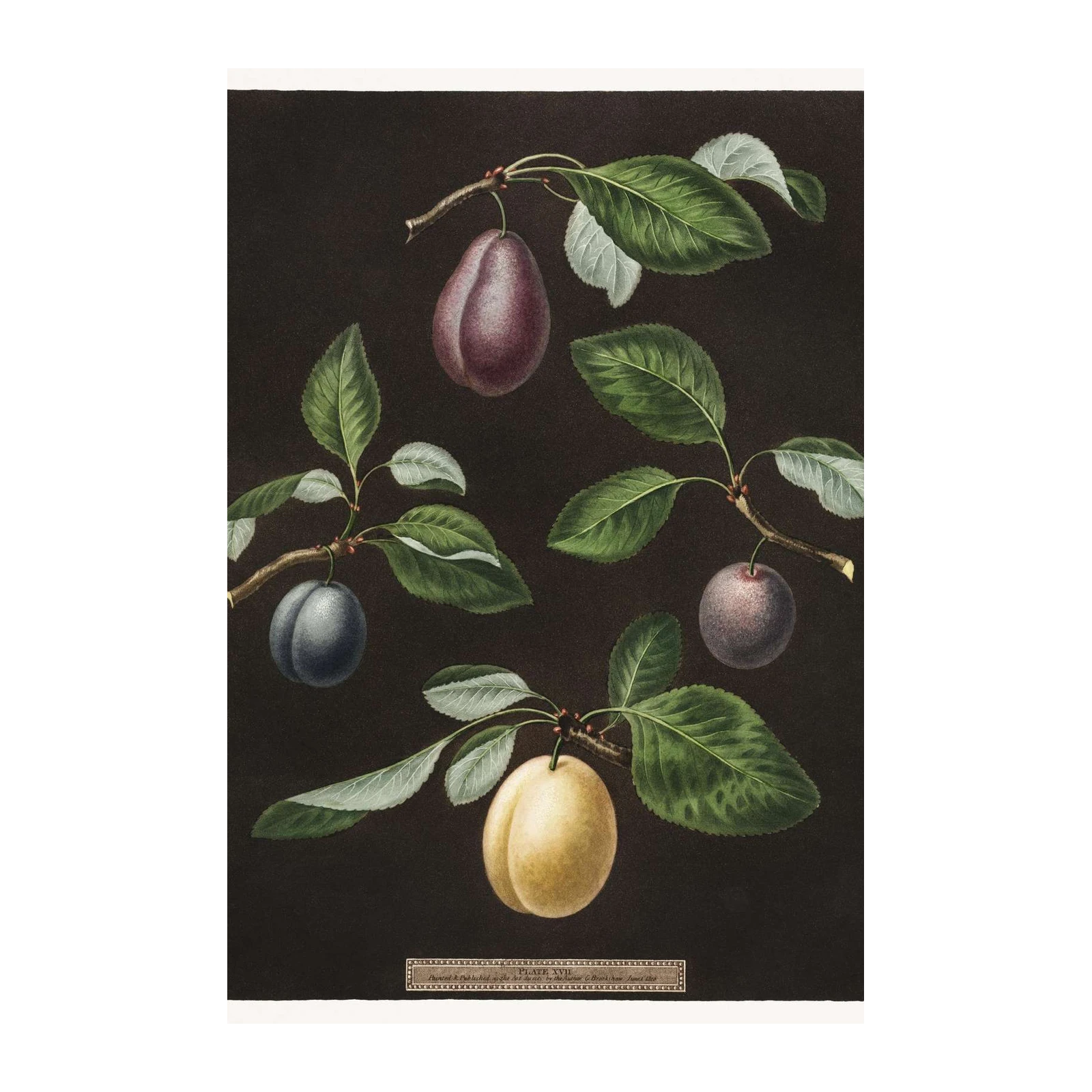 Vintage Plum Botanical Art Wall Art
