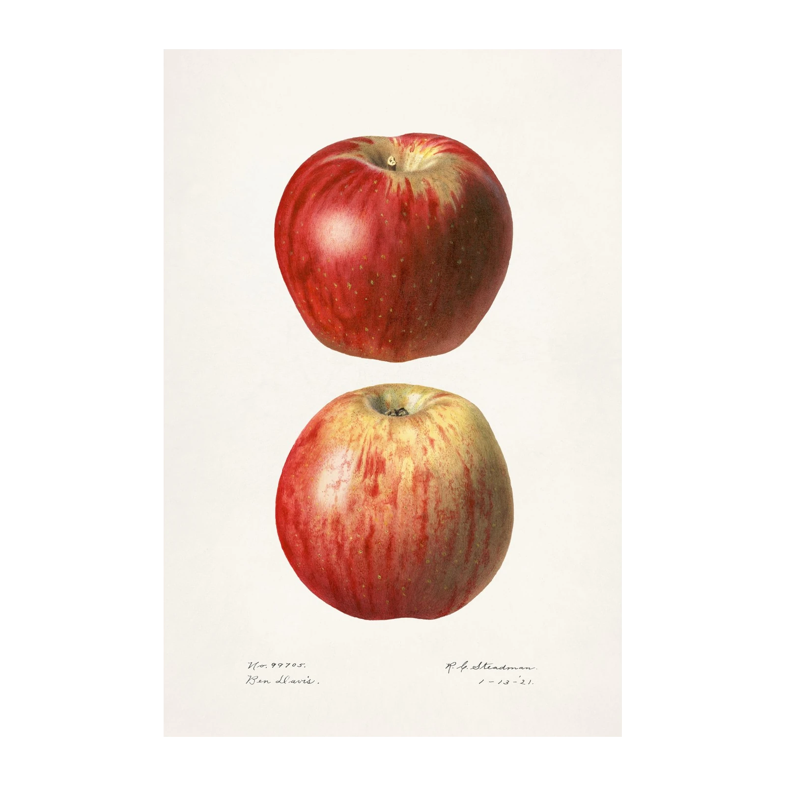 Vintage Apple Botanical Art Wall Art