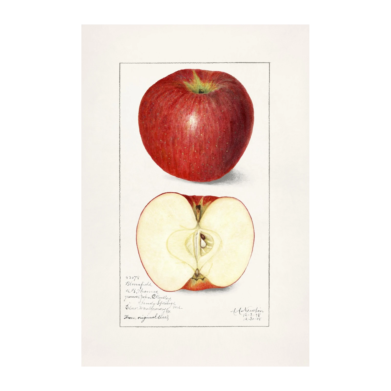 Vintage Red Apple Botanical Art Wall Art