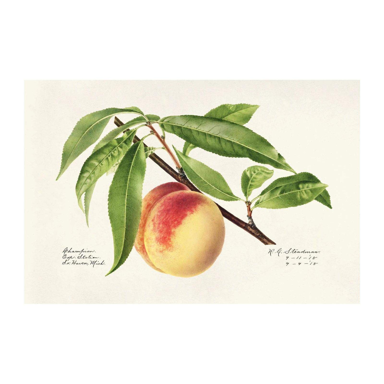 Vintage Peach Botanical Art Wall Art