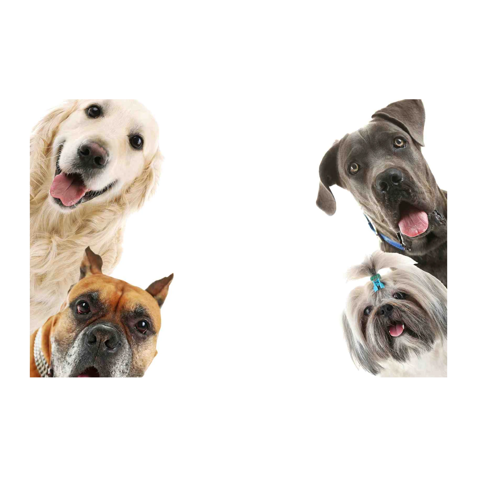 Happy Pack Canine Crew Wall Art