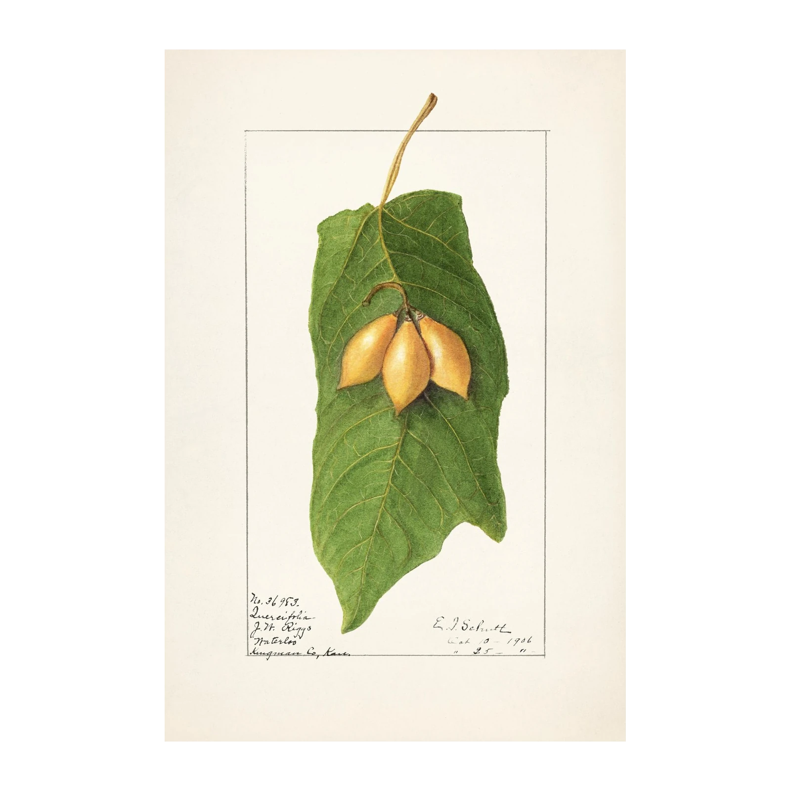 Botanical Quercifolia Fruit Leaf Wall Art