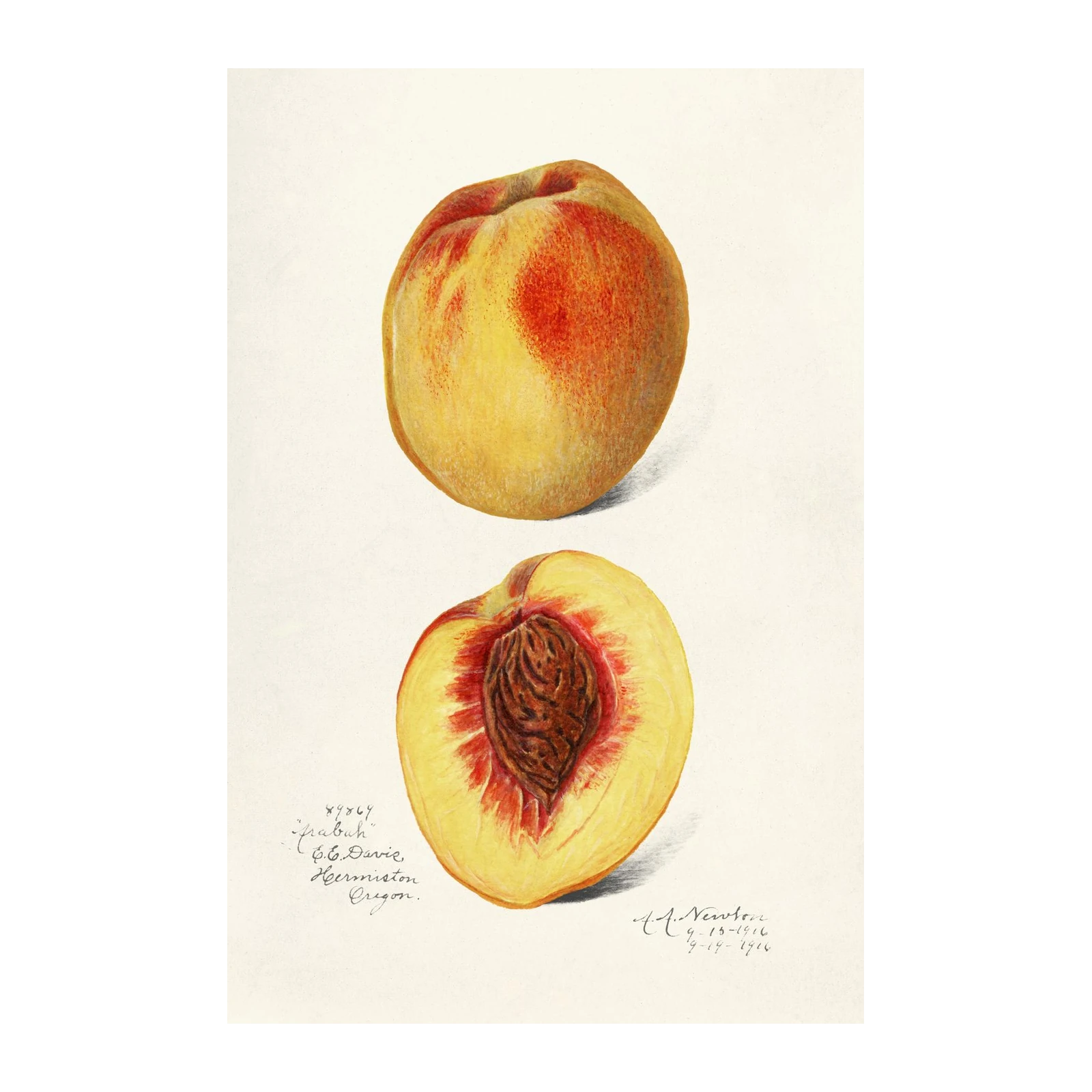Vintage Peach Botanical Art Wall Art