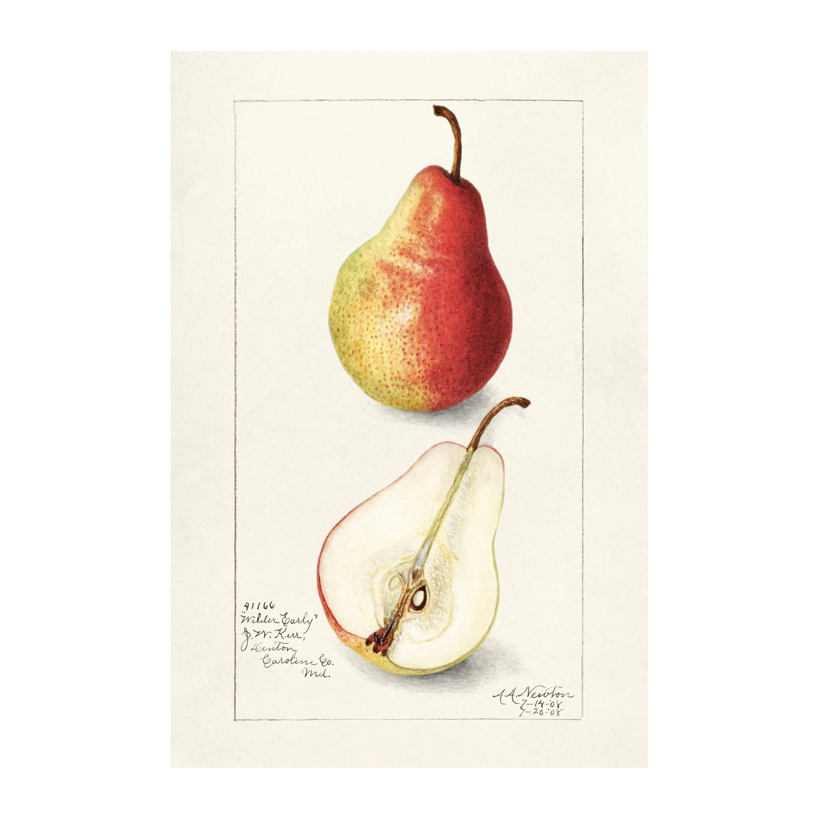 Botanical Pear Art "Wilder Early" Wall Art
