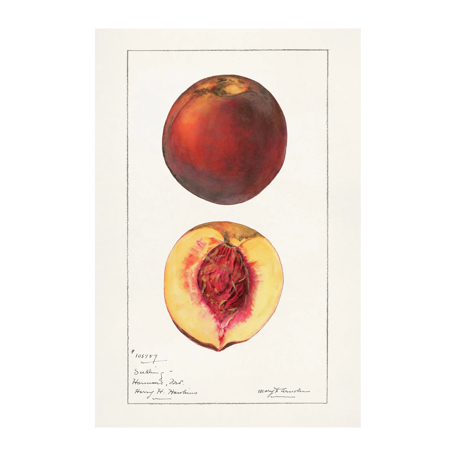 Vintage Peach Botanical Art Wall Art