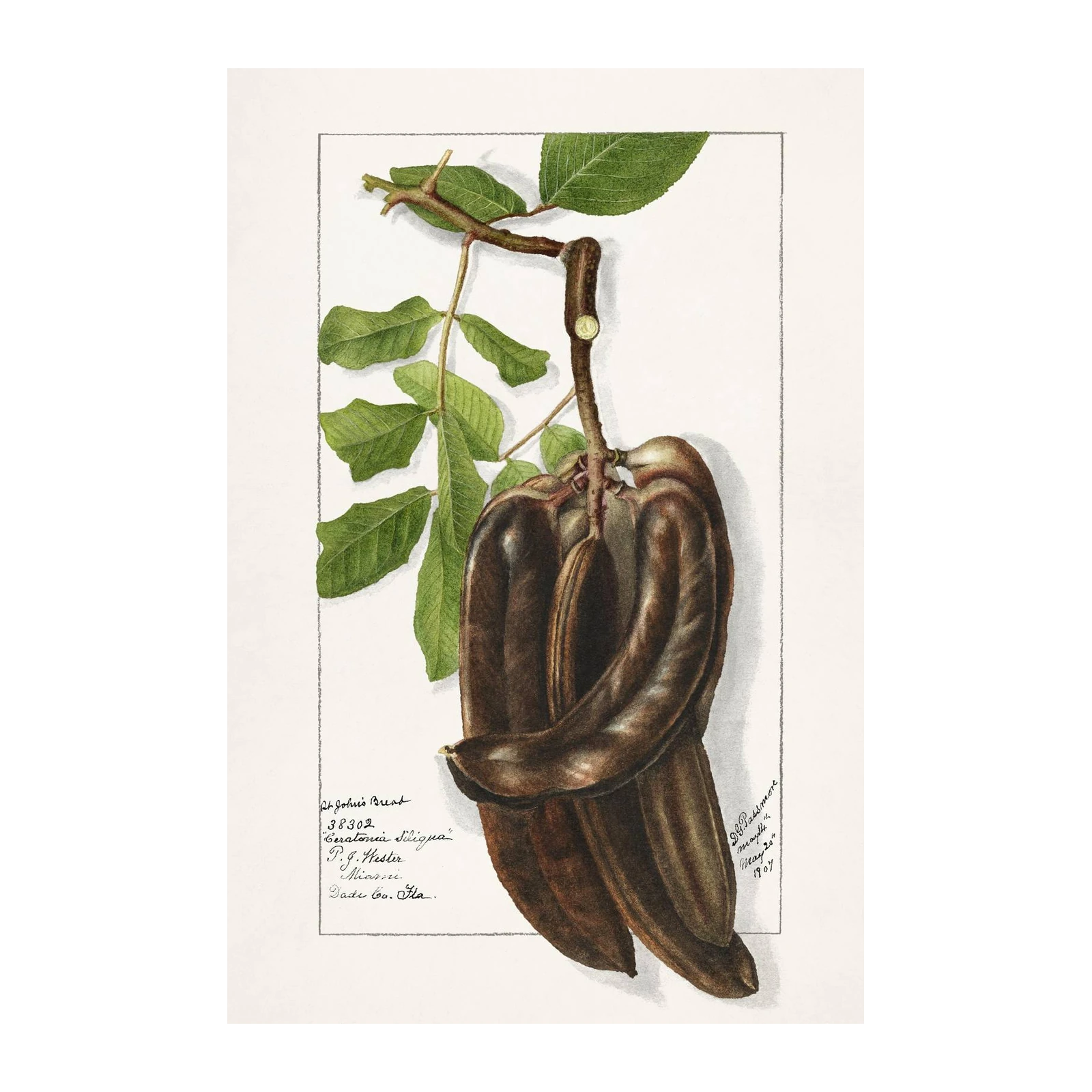 Vintage Carob Pod Botanical Wall Art