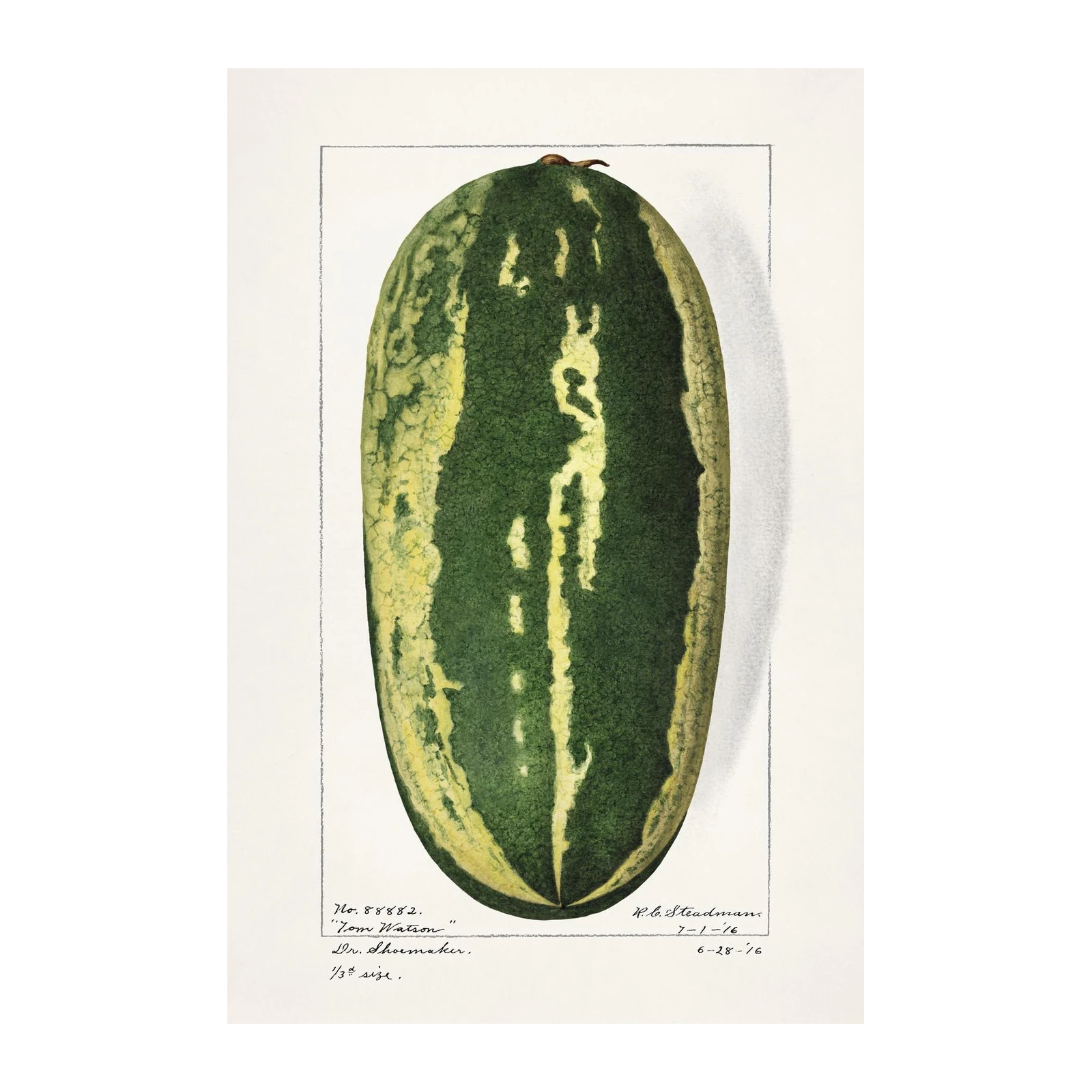 Vintage Watermelon "Tom Watson" Wall Art