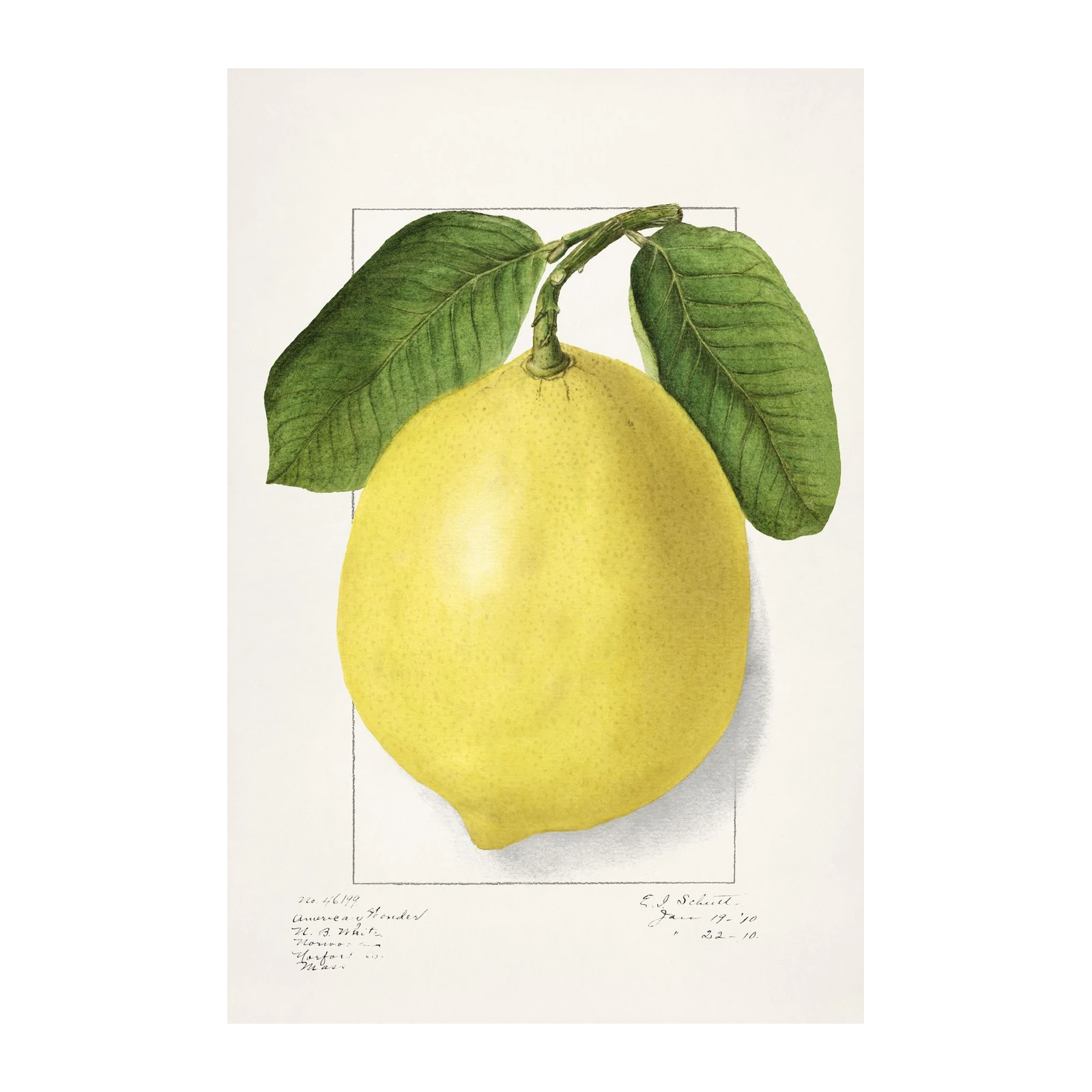 Vibrant Lemon Botanical Print