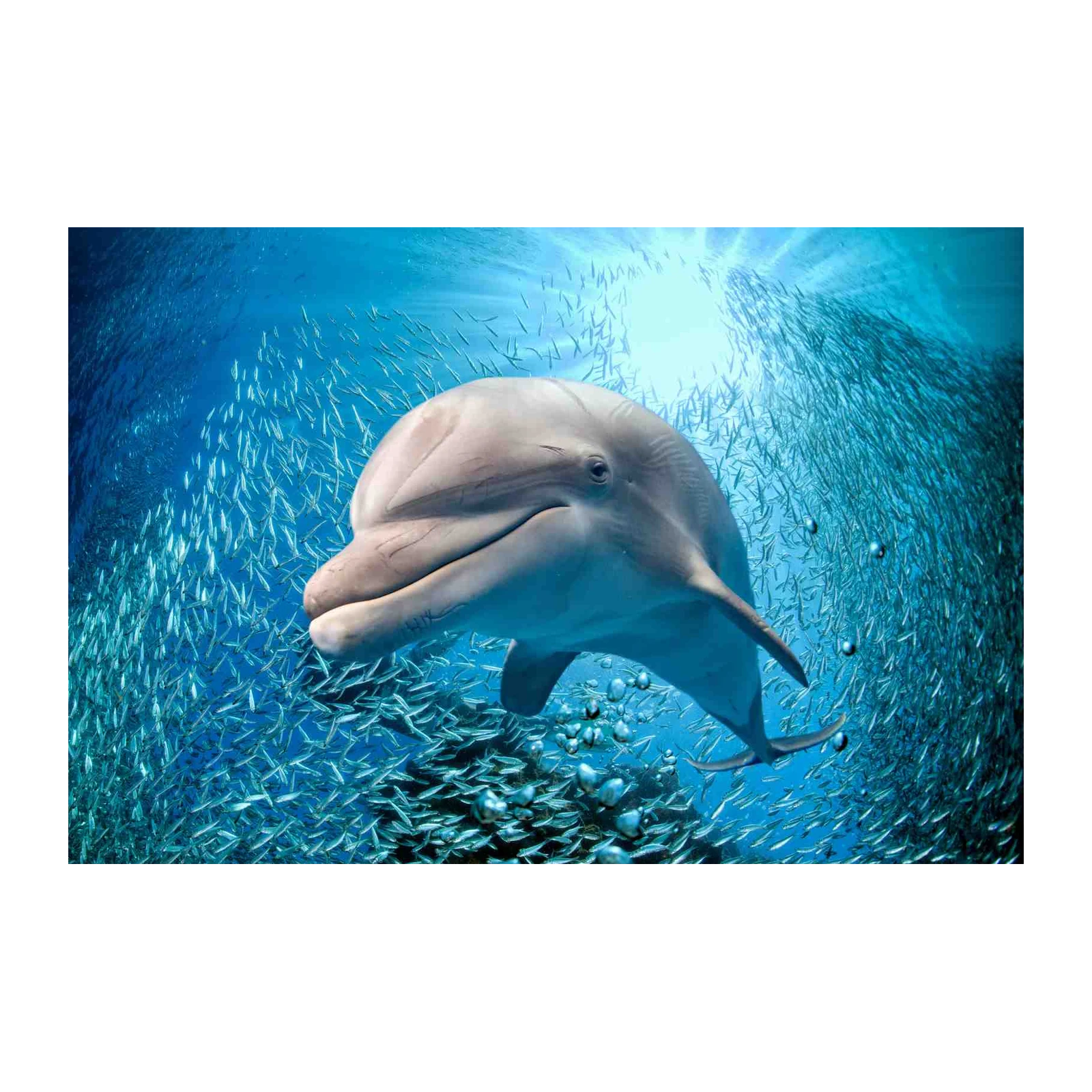 Serene Dolphin & School of Fish Wall Art