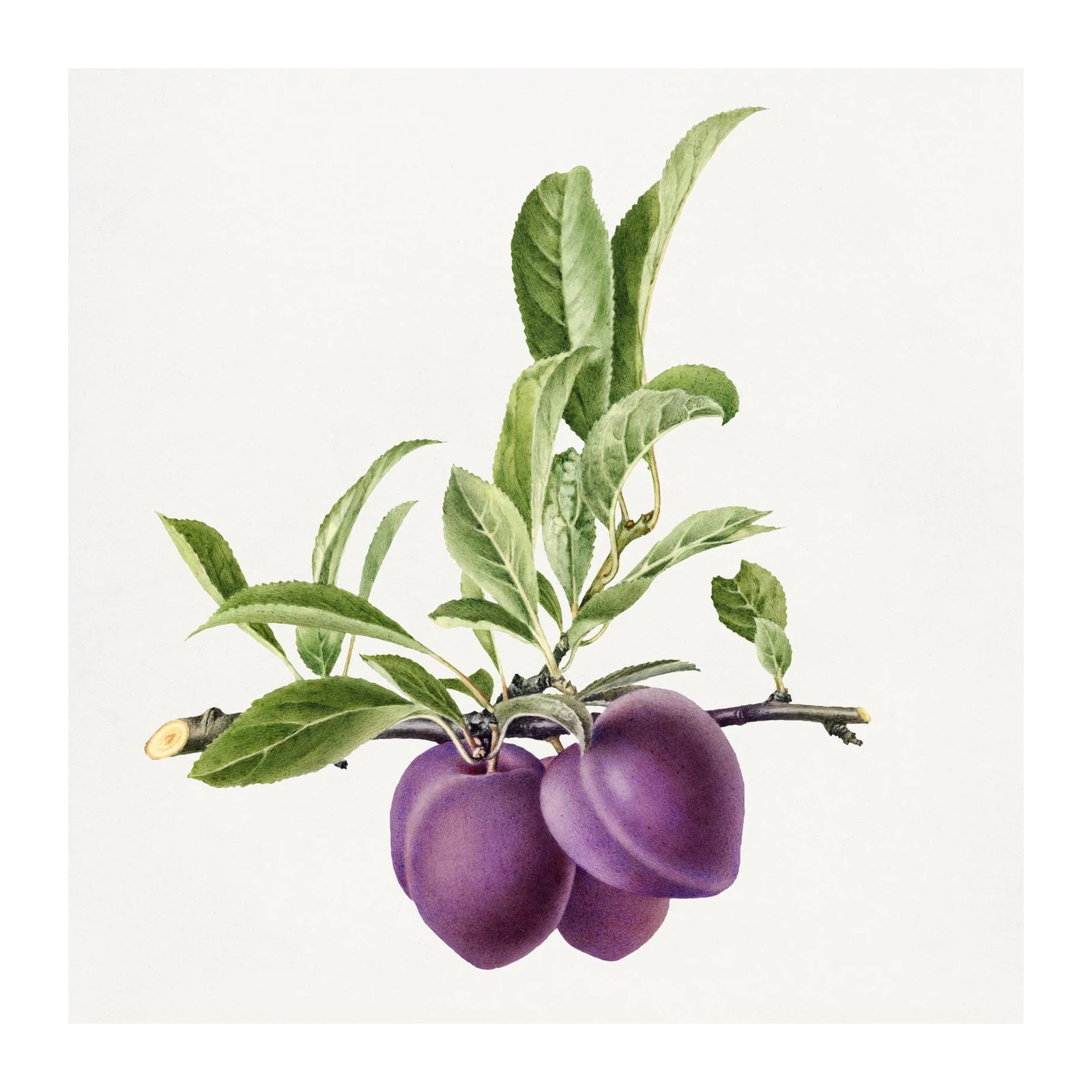 Botanical Plum Branch Wall Art