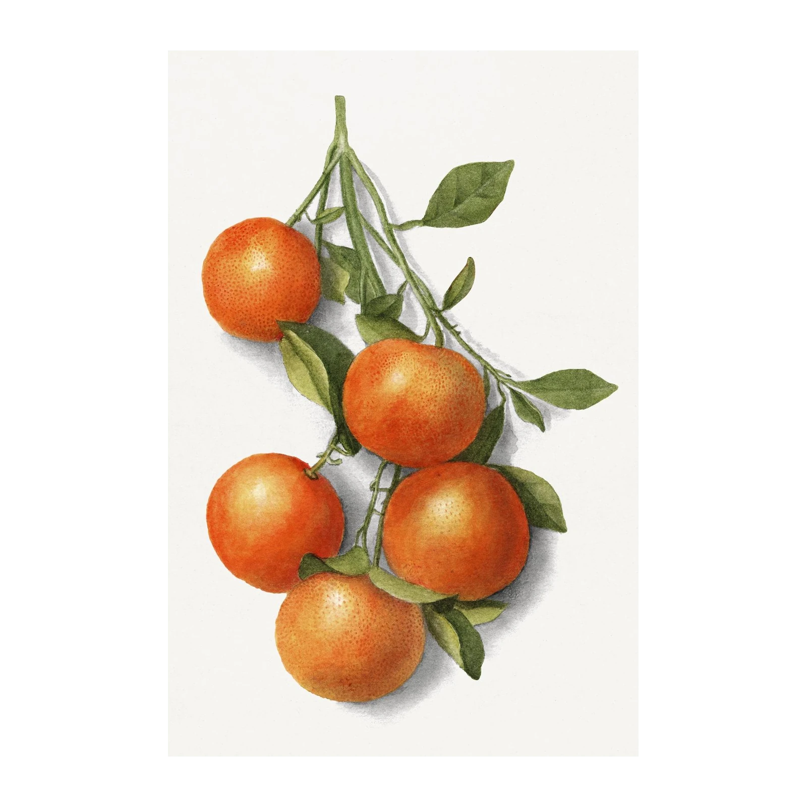 Vibrant Citrus Branch Watercolour Wall Art